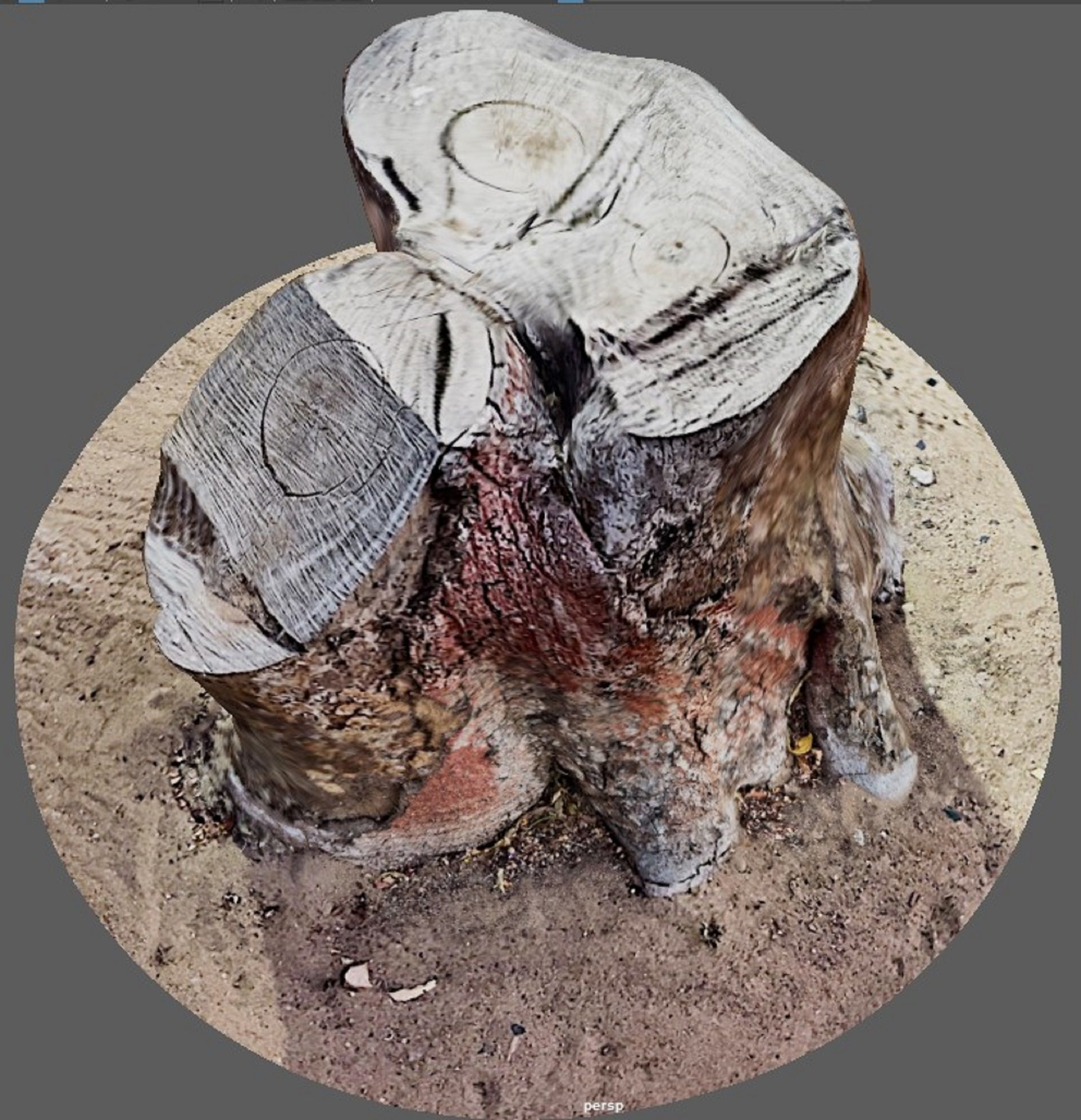Tree Trunk for 3d Model - 3d Scan 3D model_3