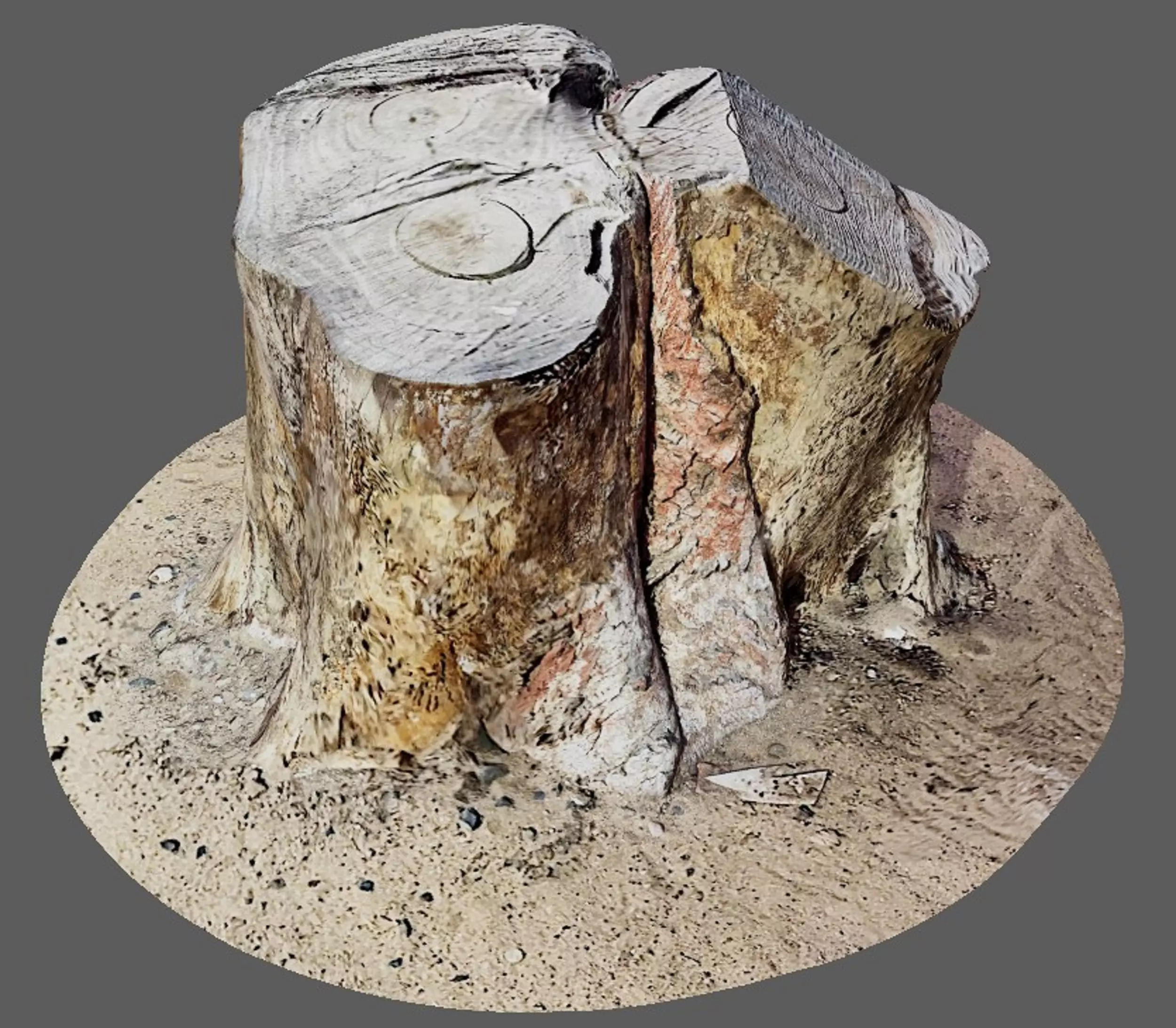 Tree Trunk for 3d Model - 3d Scan 3D model_0