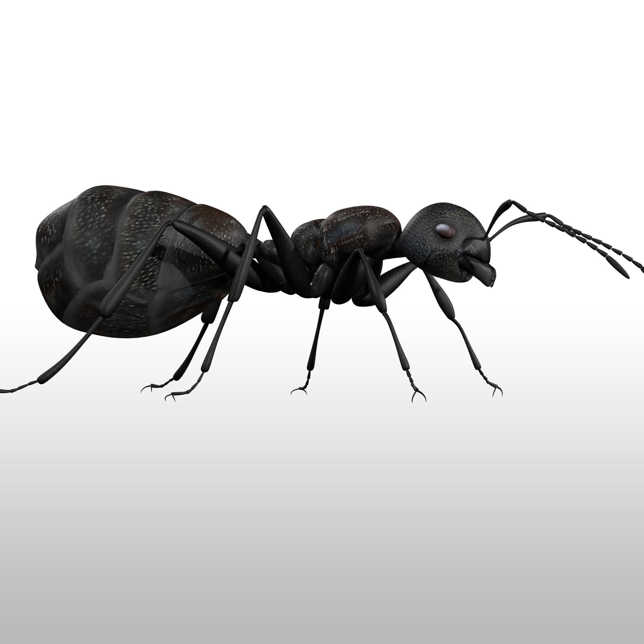 Black Ant  Low-poly 3D model_5