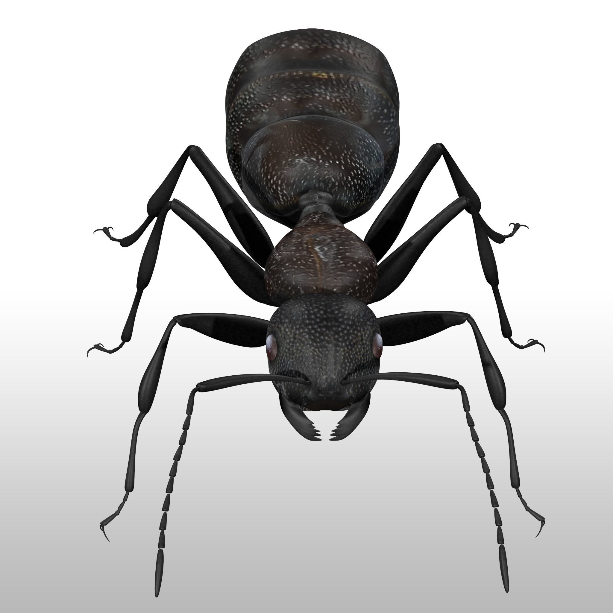Black Ant  Low-poly 3D model_6
