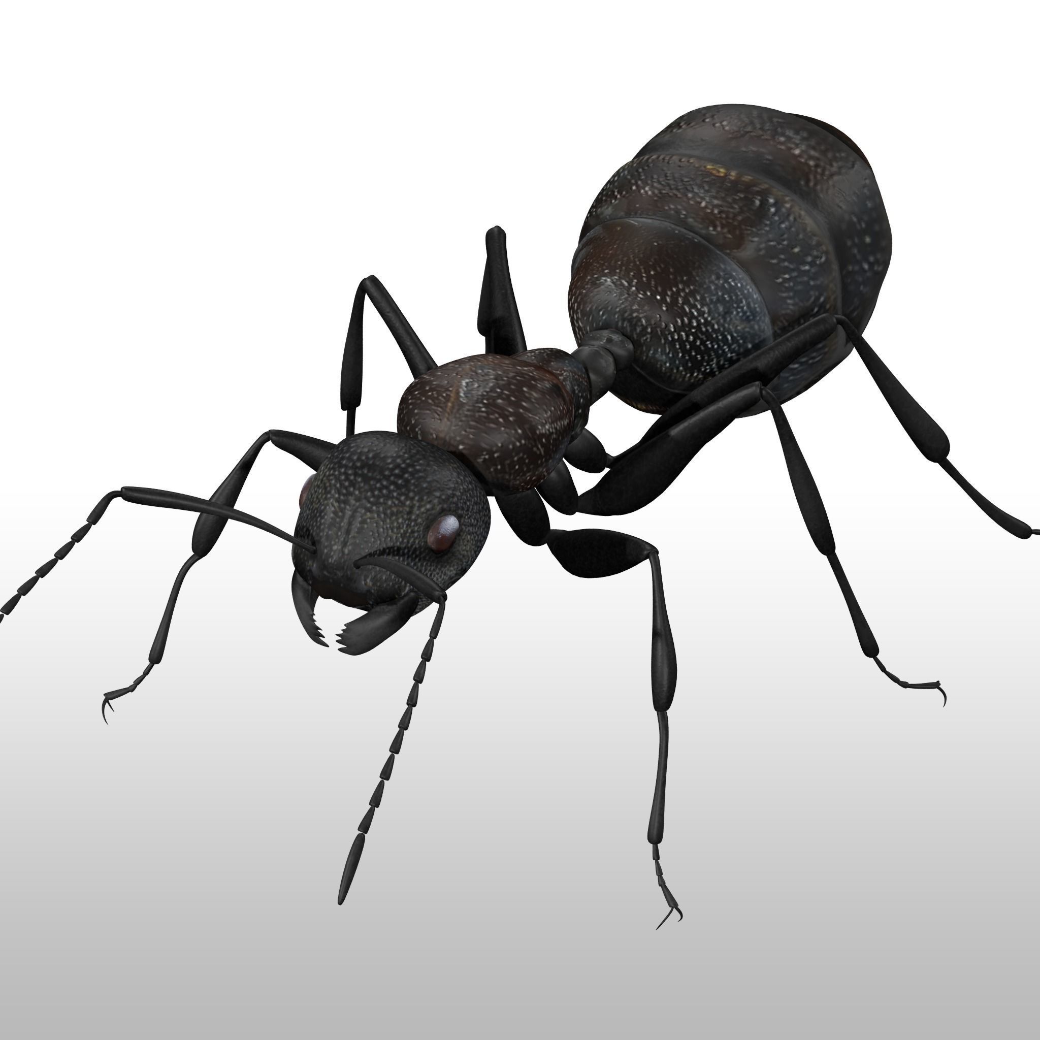 Black Ant  Low-poly 3D model_1