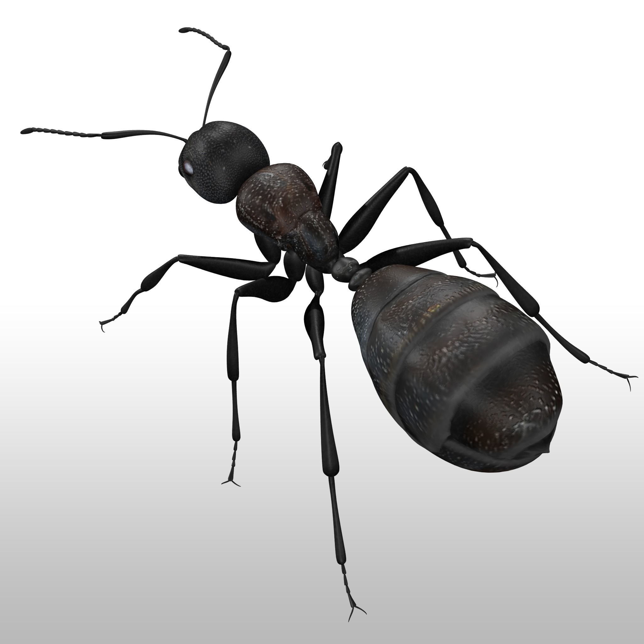 Black Ant  Low-poly 3D model_4