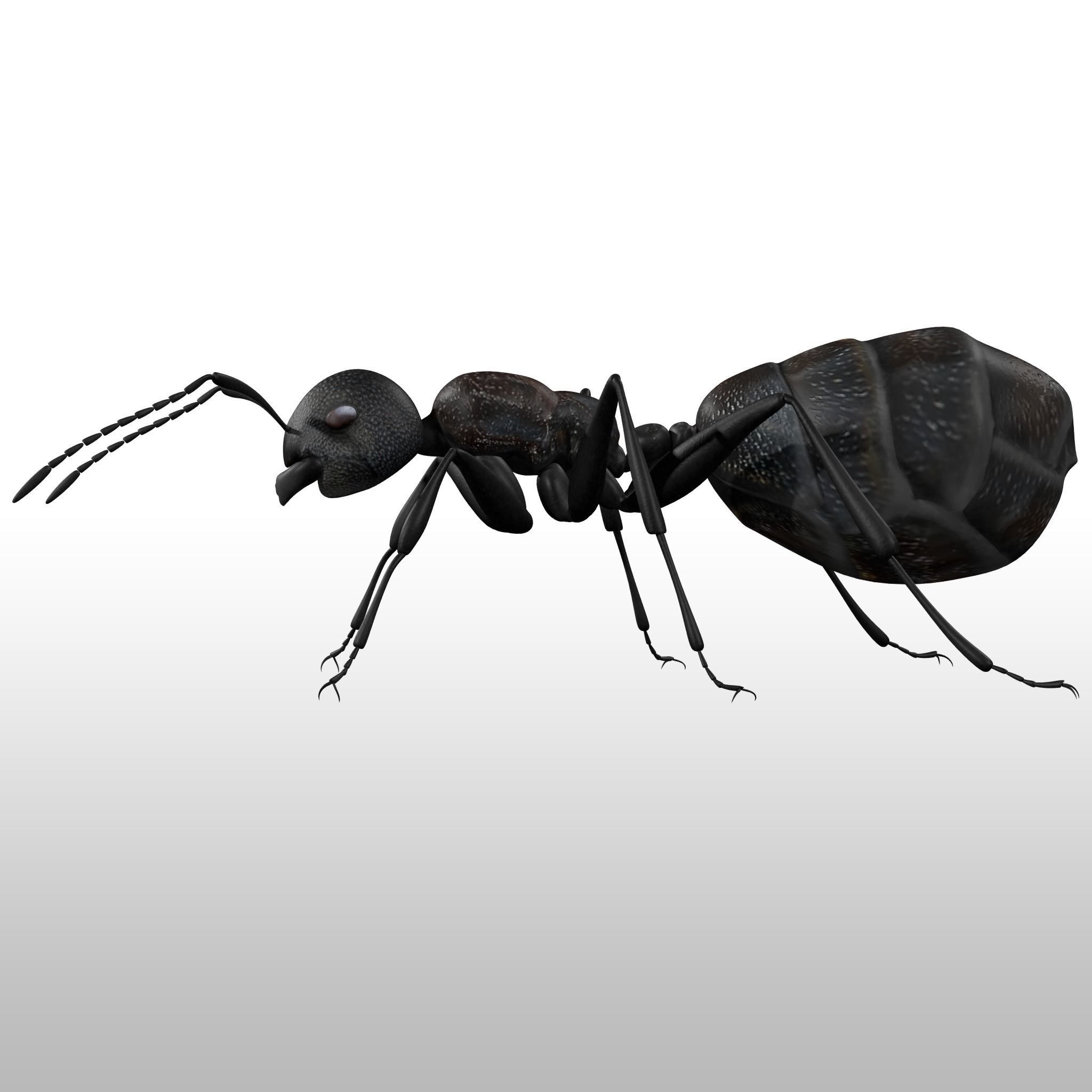 Black Ant  Low-poly 3D model_7