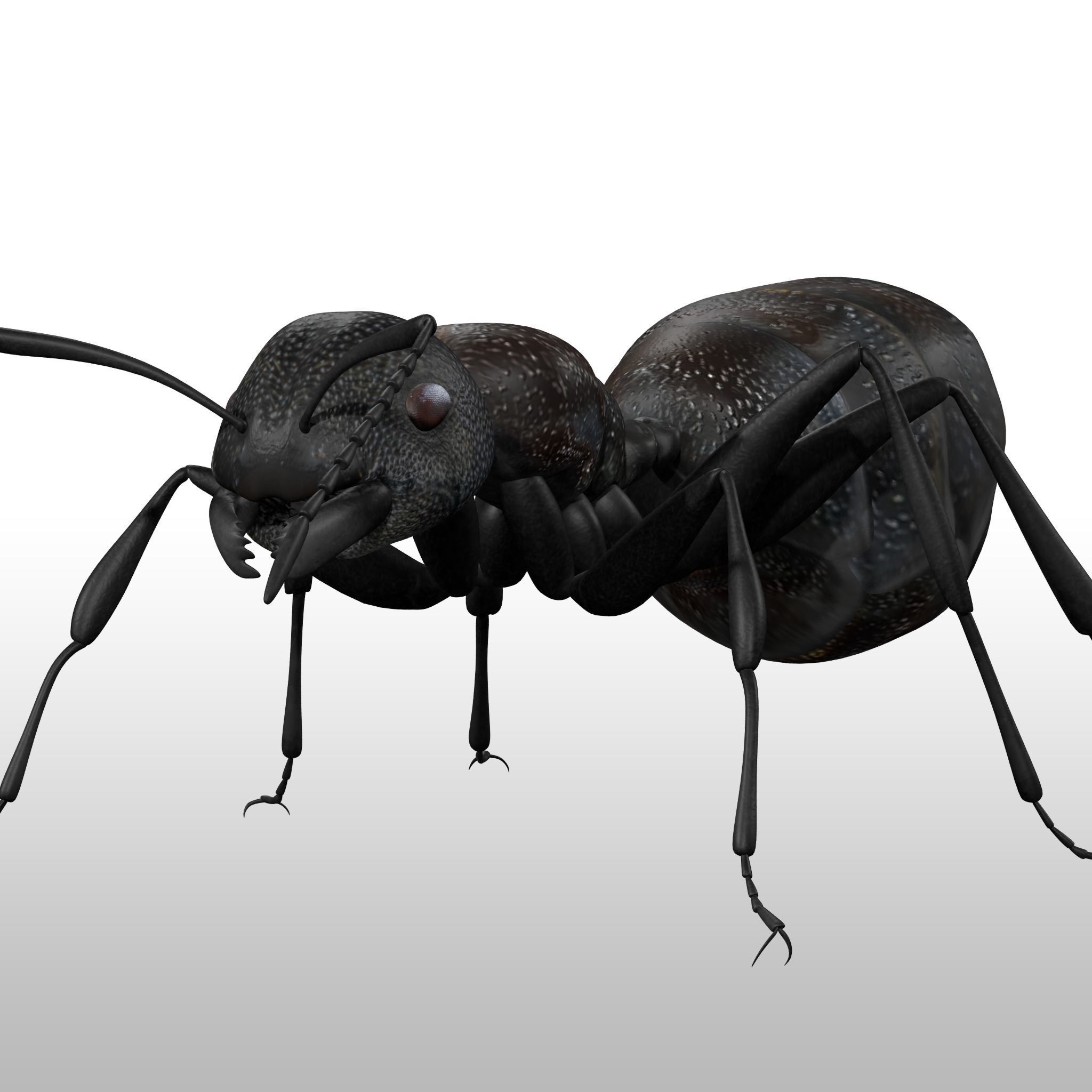 Black Ant  Low-poly 3D model_2