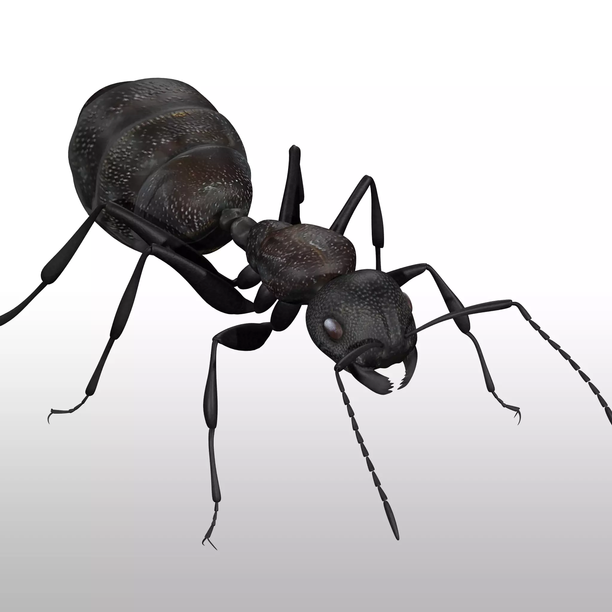 Black Ant  Low-poly 3D model_0