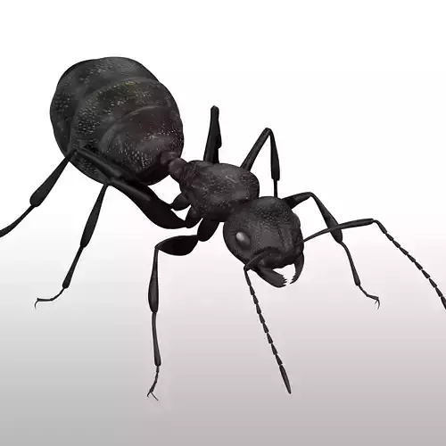 Black Ant 