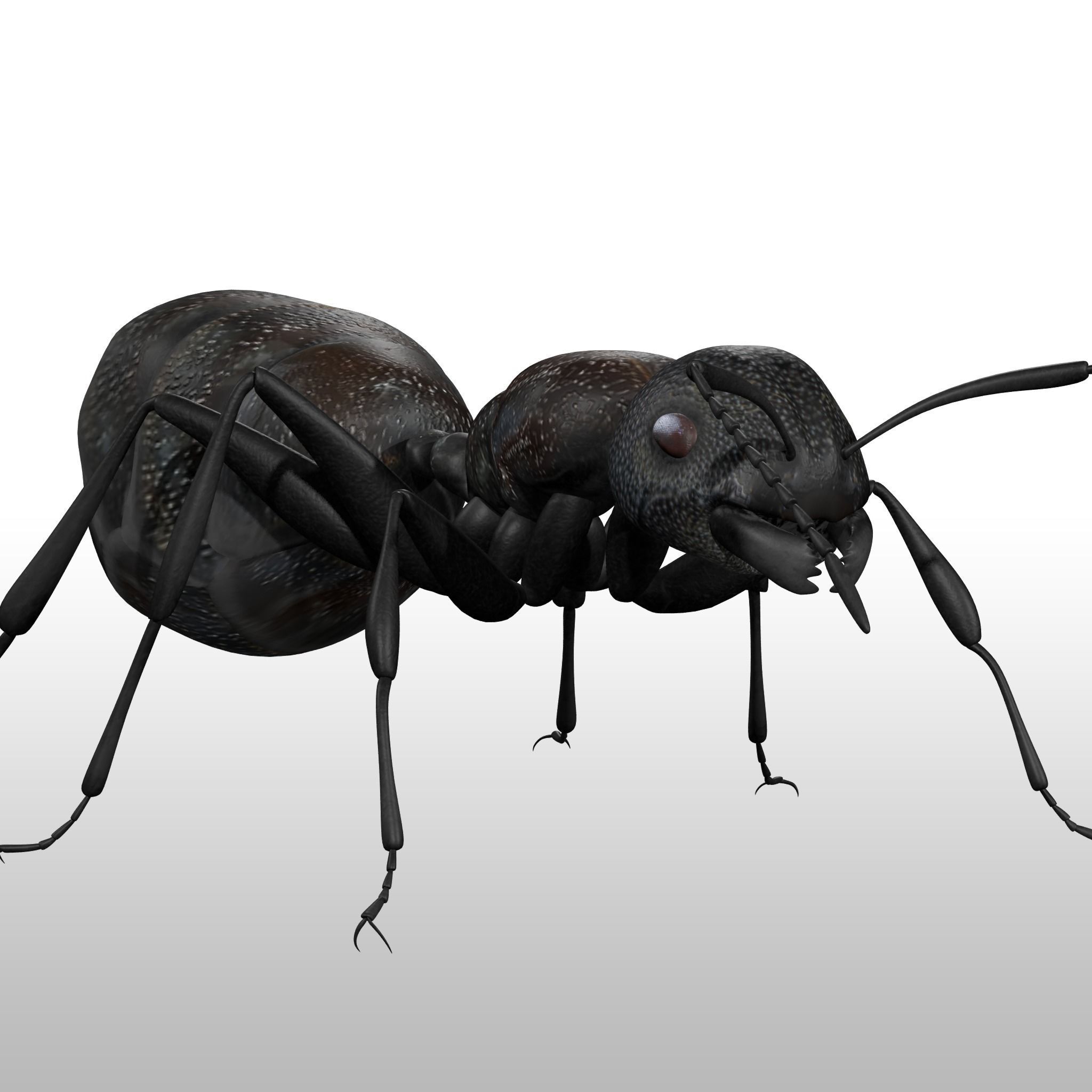 Black Ant  Low-poly 3D model_3