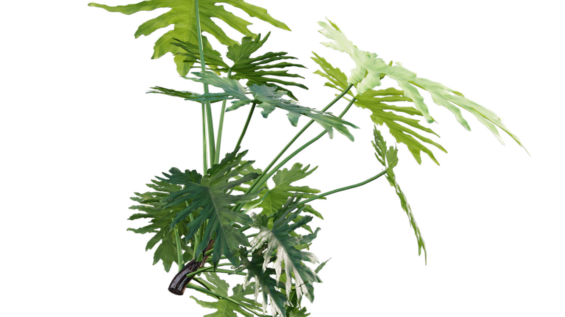 Philodendron bipinnatifidum - Philodendron selloum Split 3D model_6