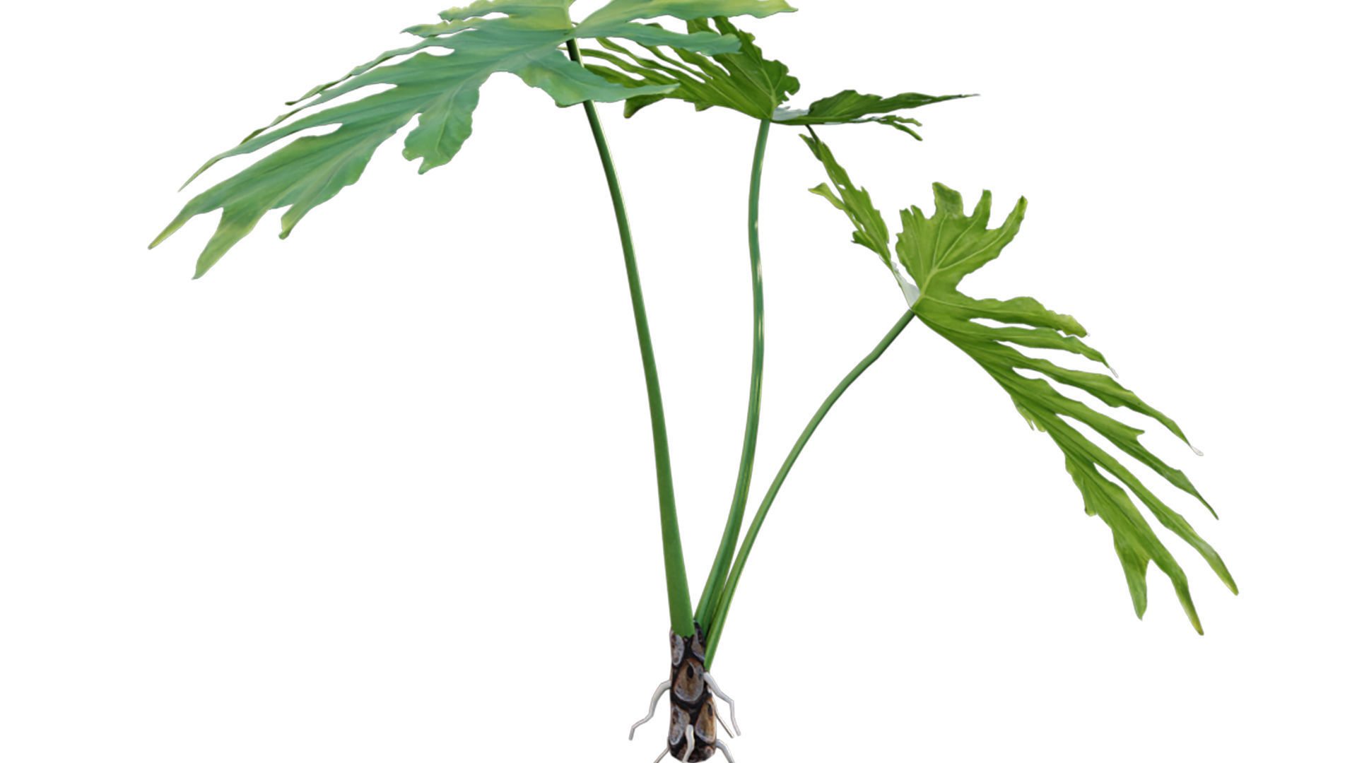 Philodendron bipinnatifidum - Philodendron selloum Split 3D model_7