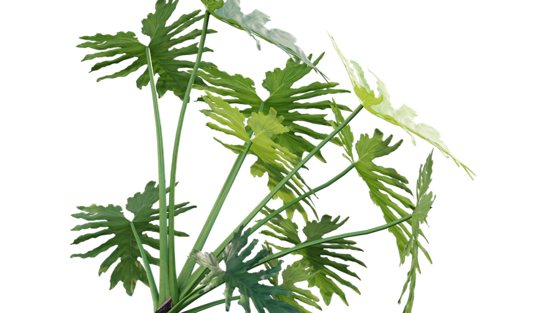 Philodendron bipinnatifidum - Philodendron selloum Split 3D model_4