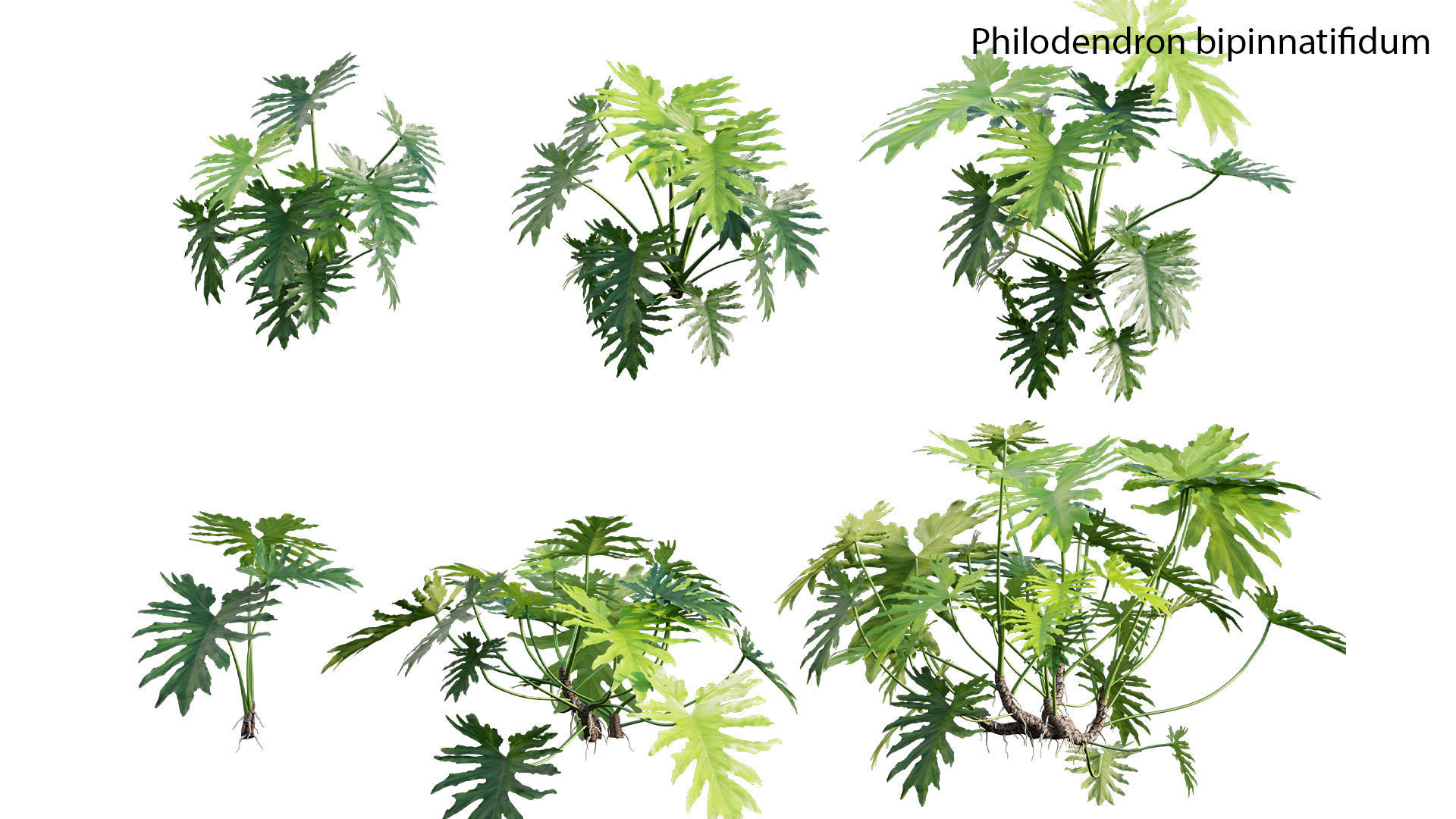 Philodendron bipinnatifidum - Philodendron selloum Split 3D model_1
