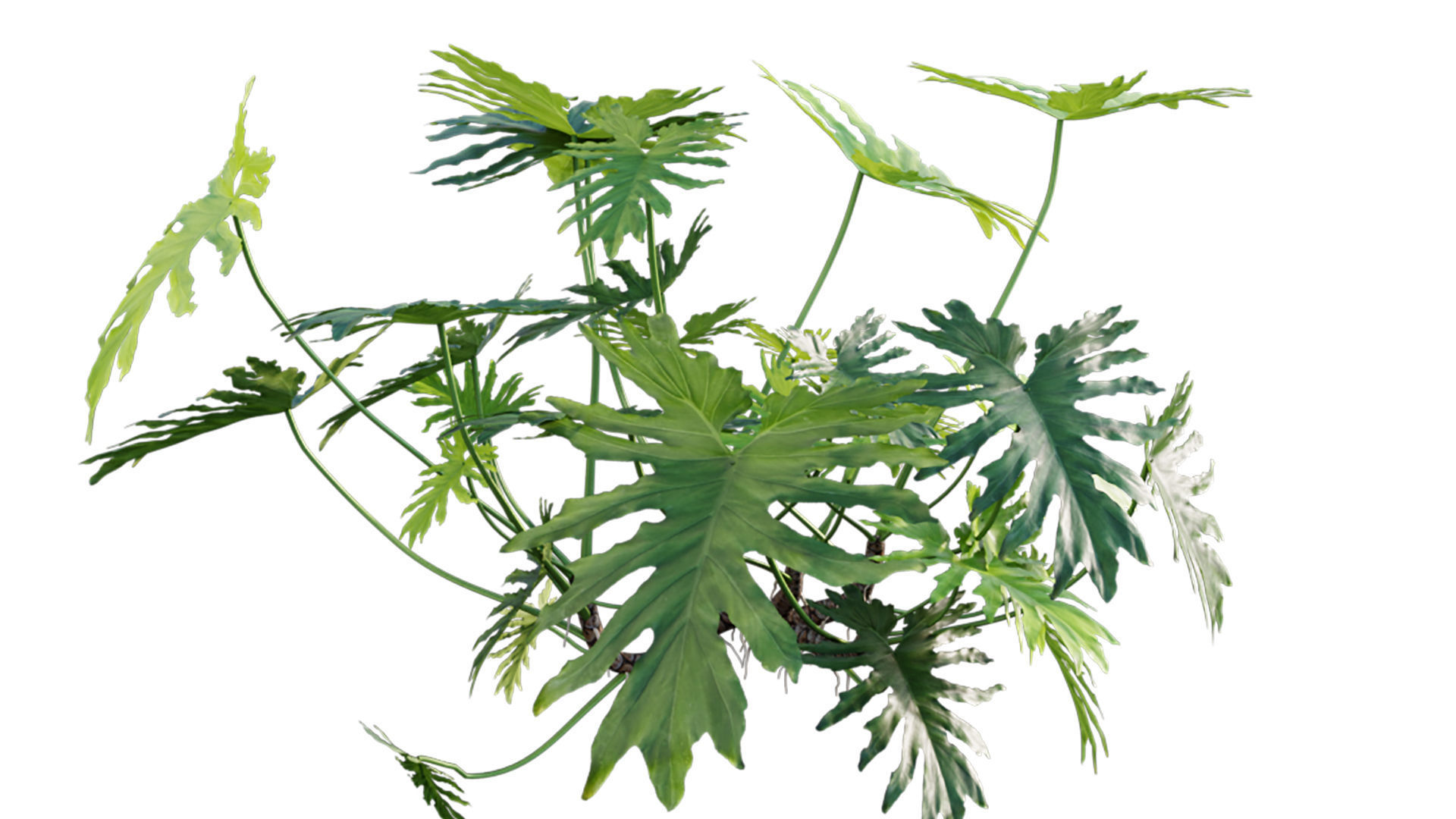 Philodendron bipinnatifidum - Philodendron selloum Split 3D model_9