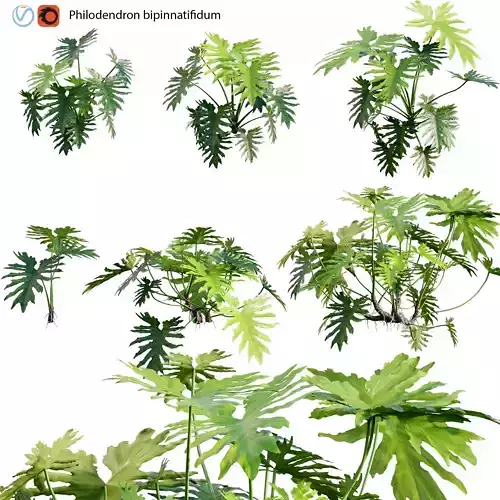Philodendron bipinnatifidum - Philodendron selloum Split 3D model
