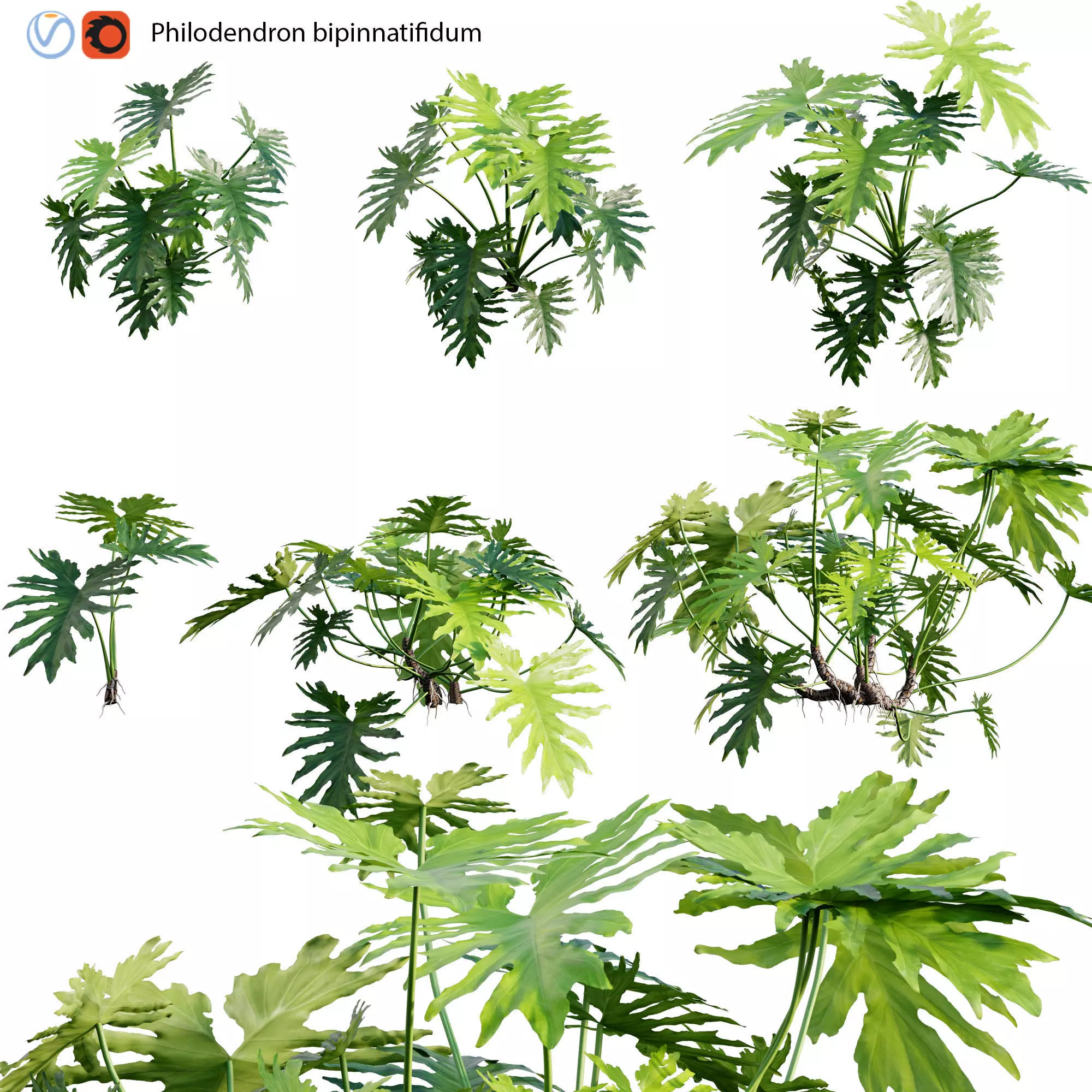 Philodendron bipinnatifidum - Philodendron selloum Split 3D model_0