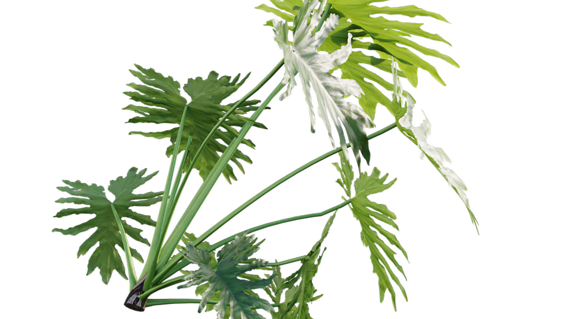 Philodendron bipinnatifidum - Philodendron selloum Split 3D model_5