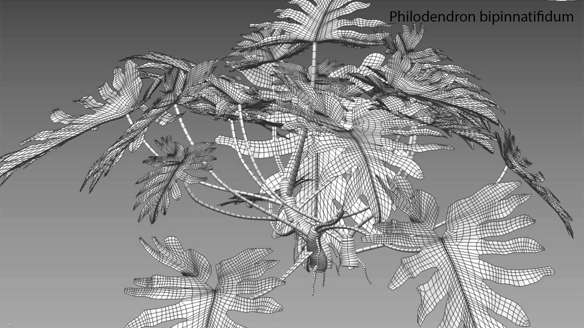 Philodendron bipinnatifidum - Philodendron selloum Split 3D model_3