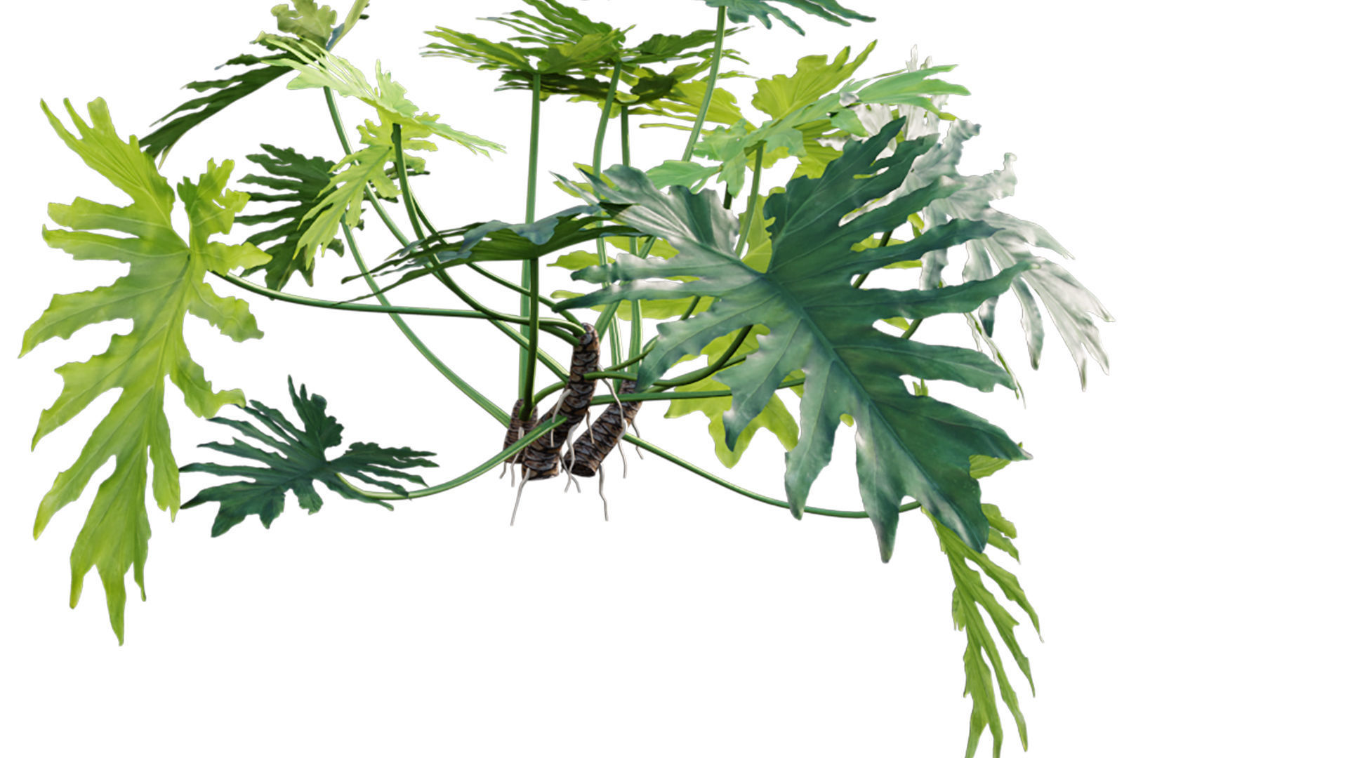 Philodendron bipinnatifidum - Philodendron selloum Split 3D model_8