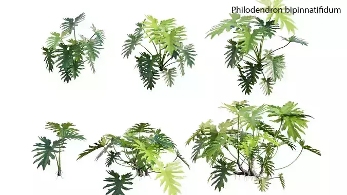 Philodendron bipinnatifidum GrowFX 3D model