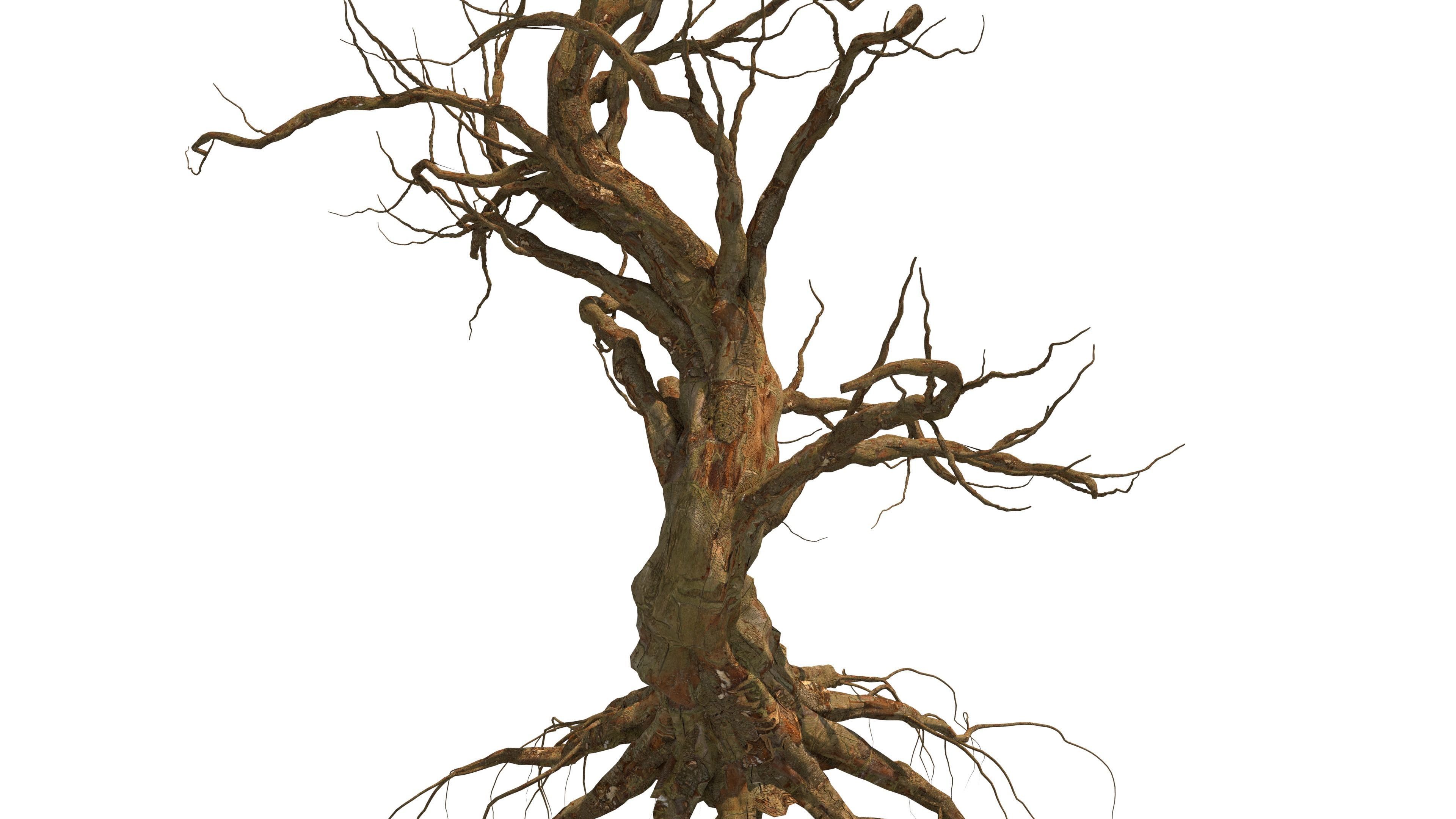 Dead Tree 3D model_8