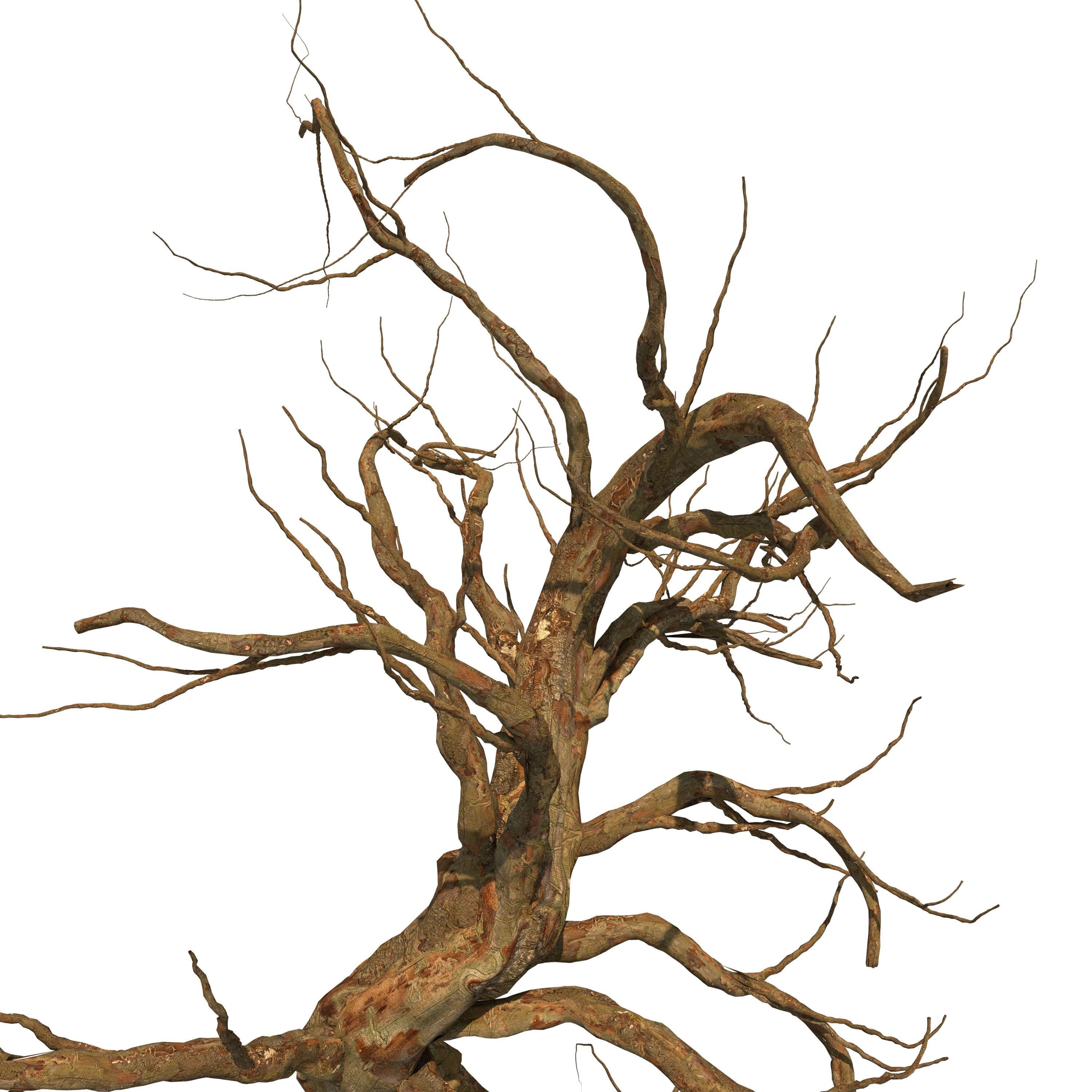 Dead Tree 3D model_3