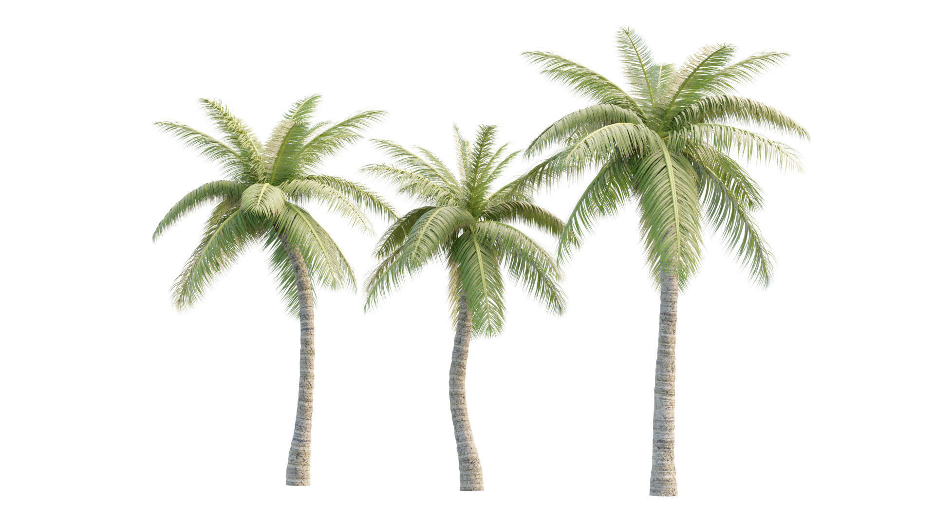 Coconut Palm Tree 3D model_1