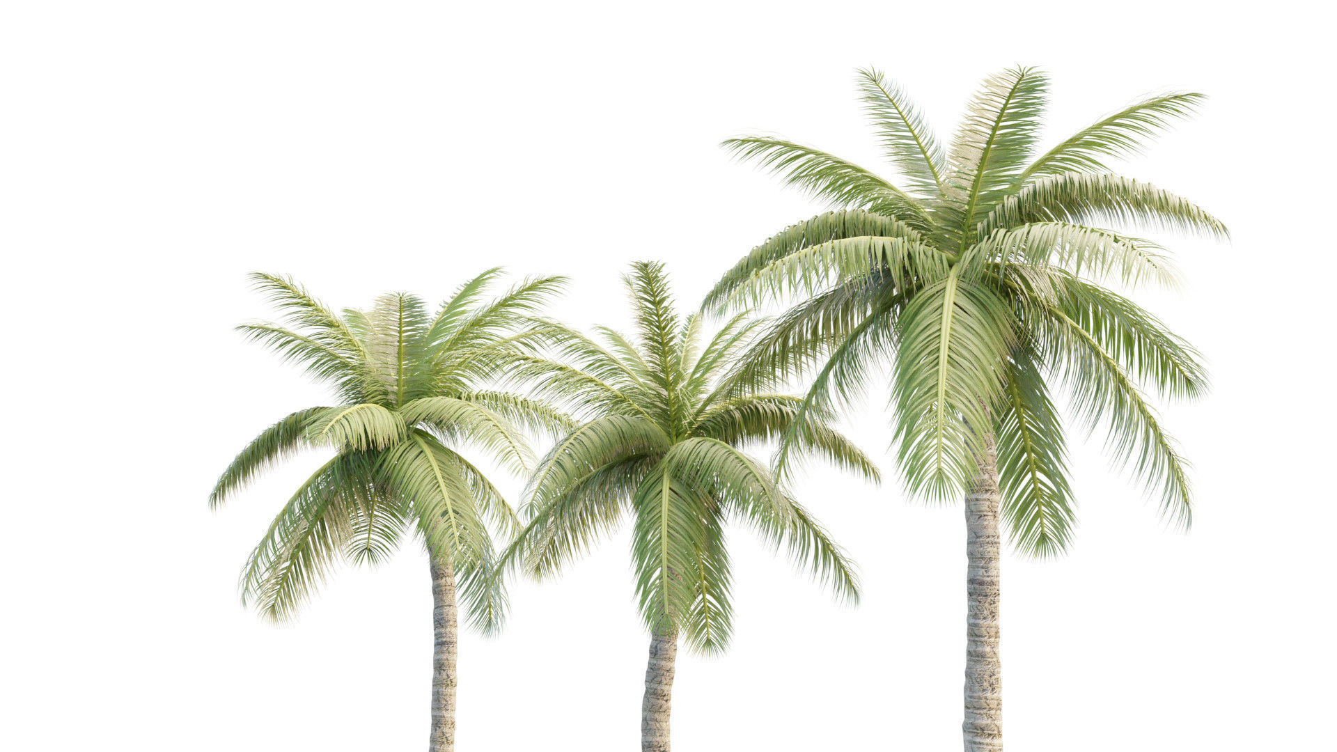 Coconut Palm Tree 3D model_3