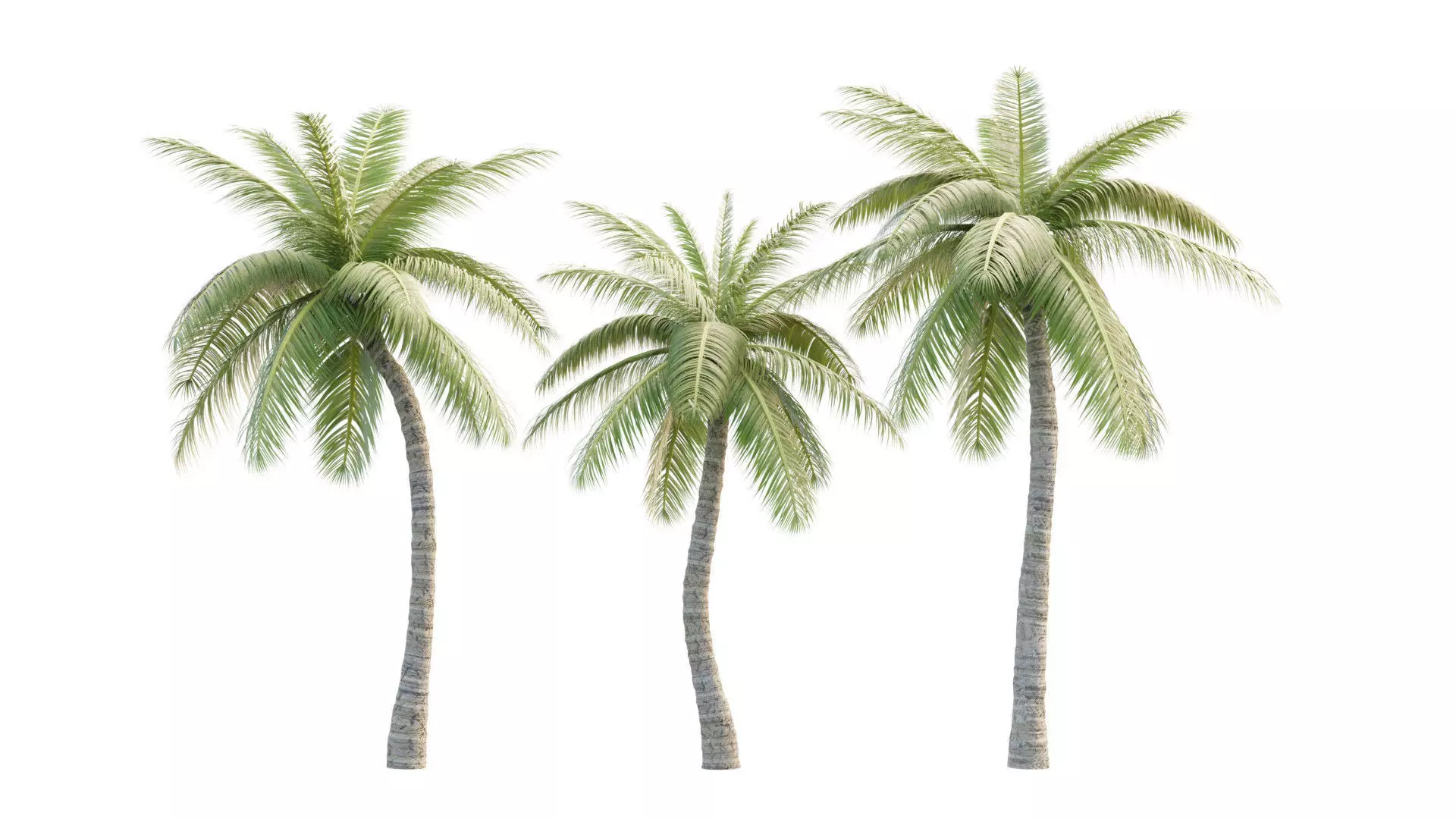 Coconut Palm Tree 3D model_0