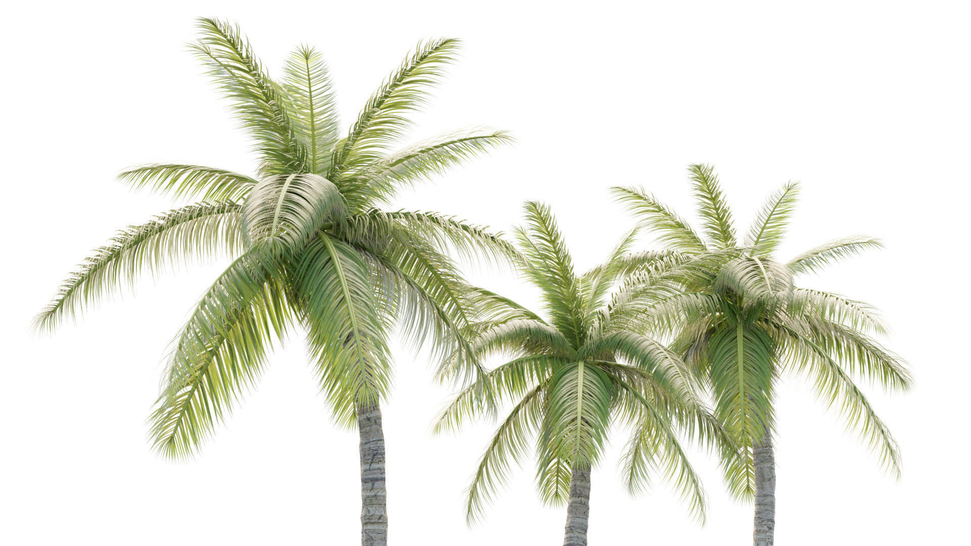 Coconut Palm Tree 3D model_4