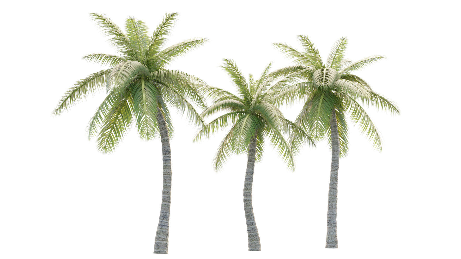 Coconut Palm Tree 3D model_2