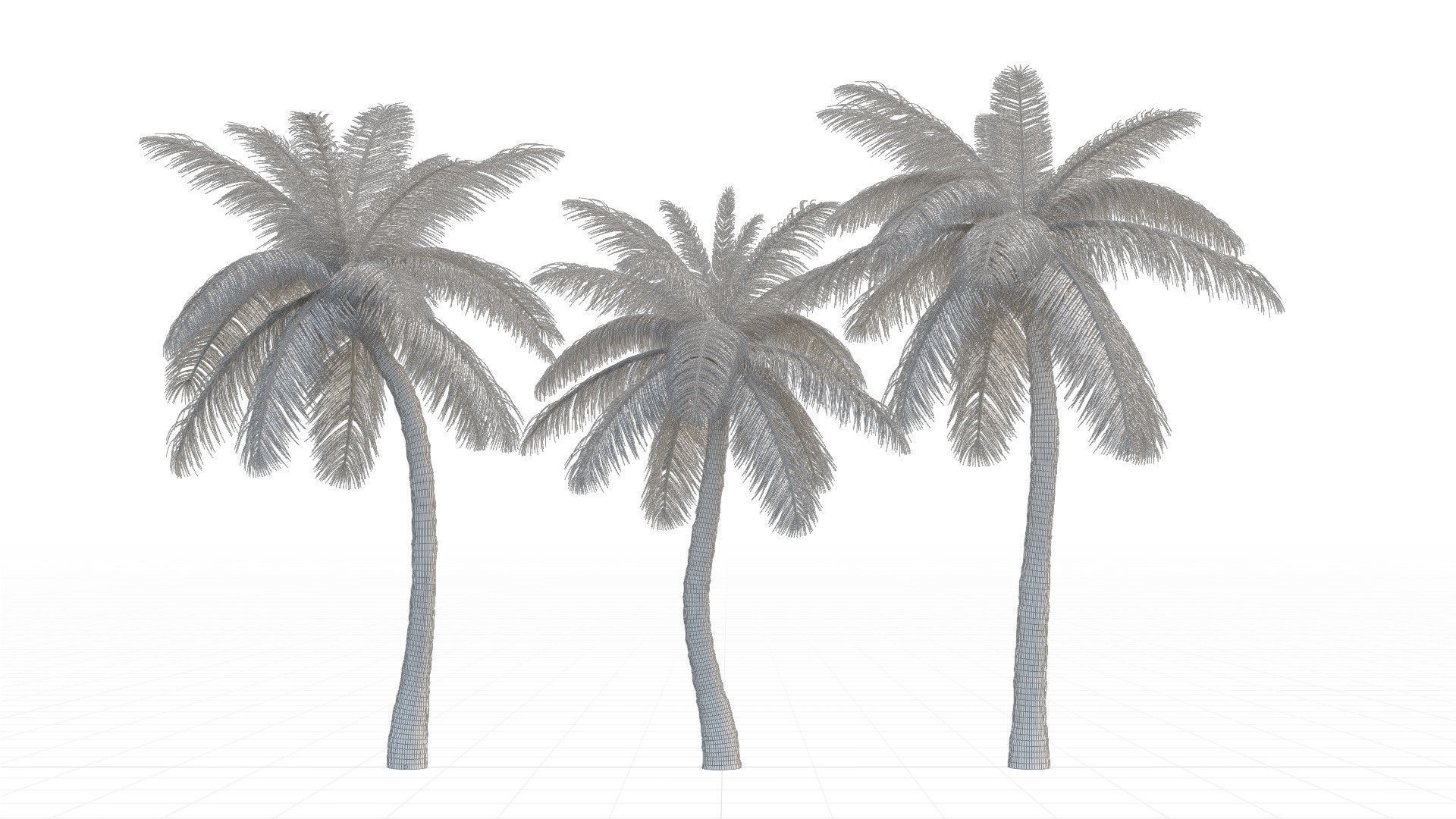 Coconut Palm Tree 3D model_6