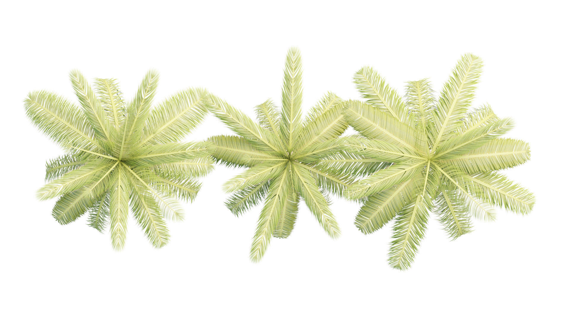 Coconut Palm Tree 3D model_5