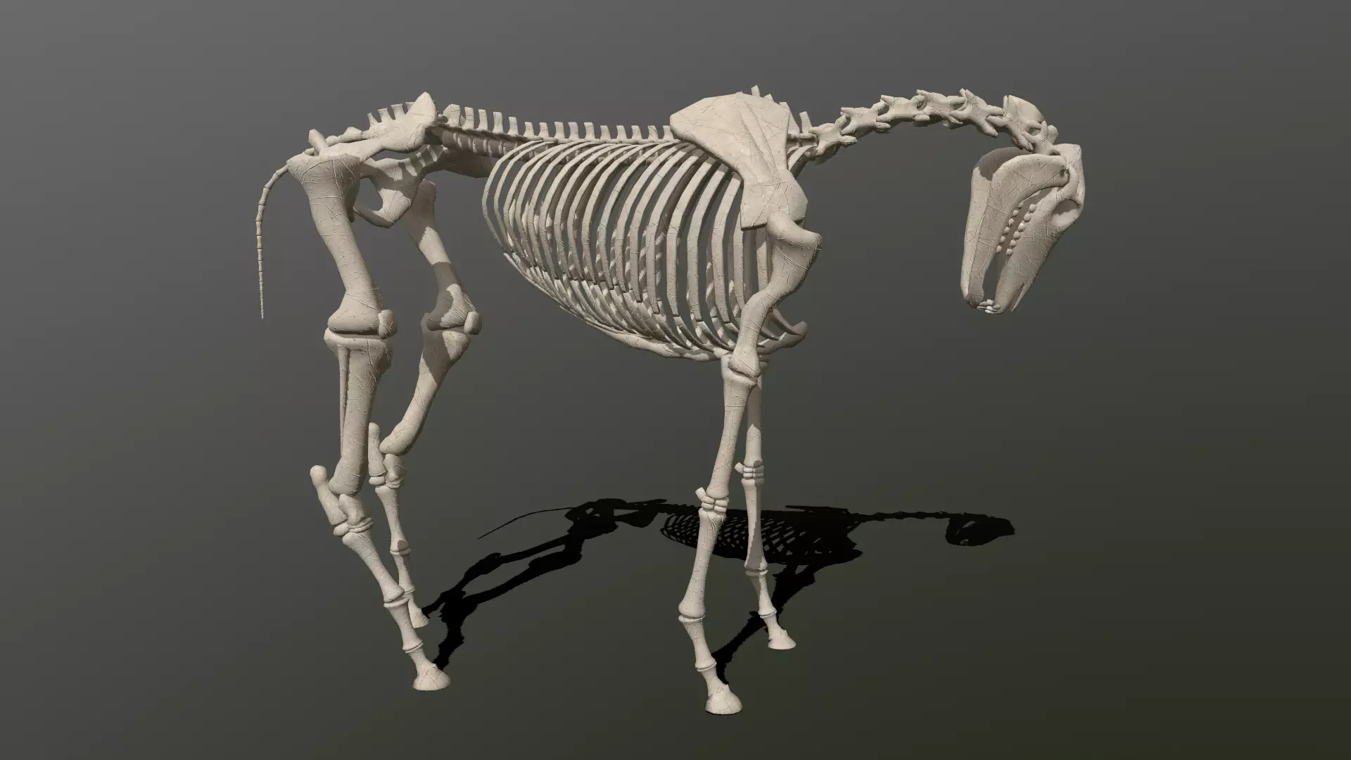 Horse Skeleton Low-poly 3D model