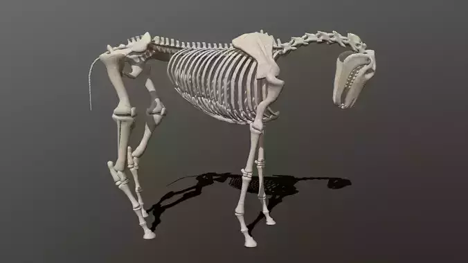 Horse Skeleton 