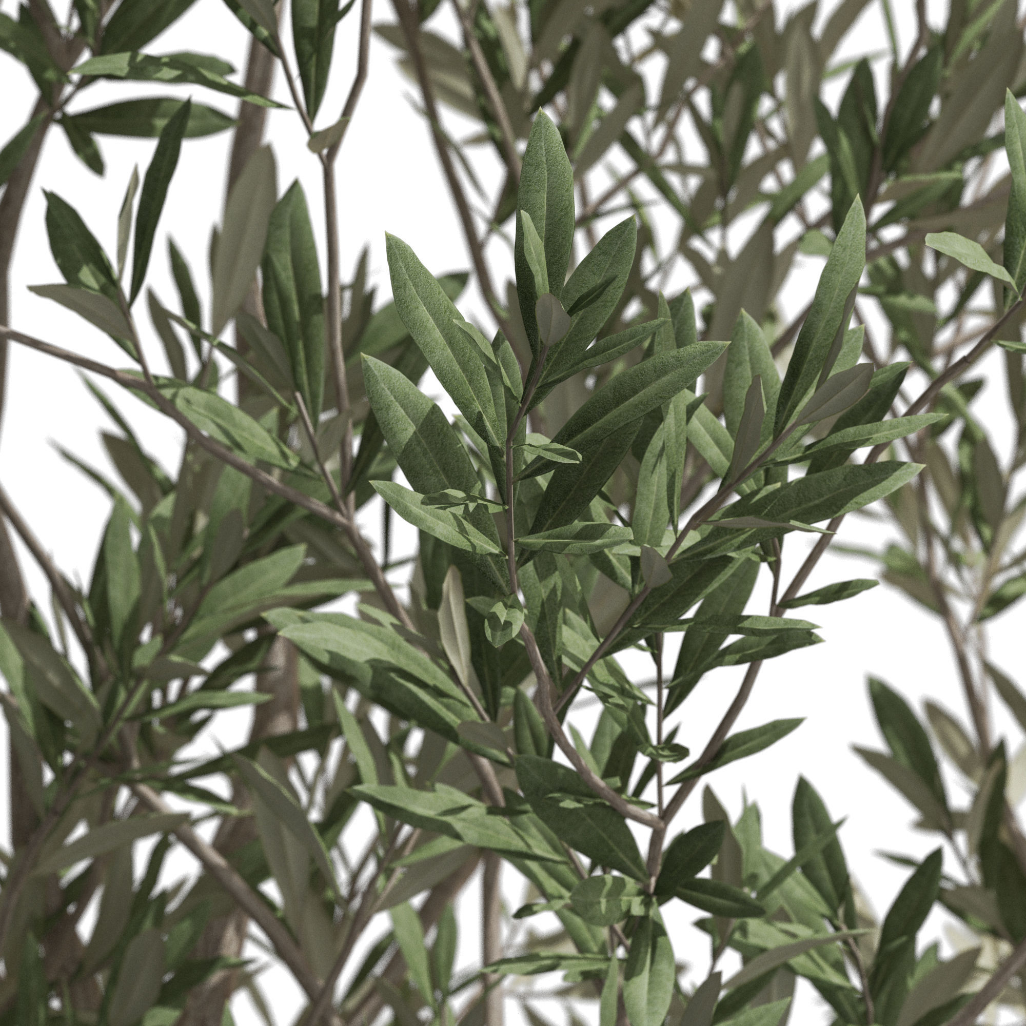 Plants collection 722 3D model_1