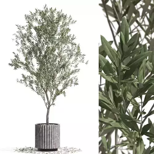 Plants collection 722 3D model