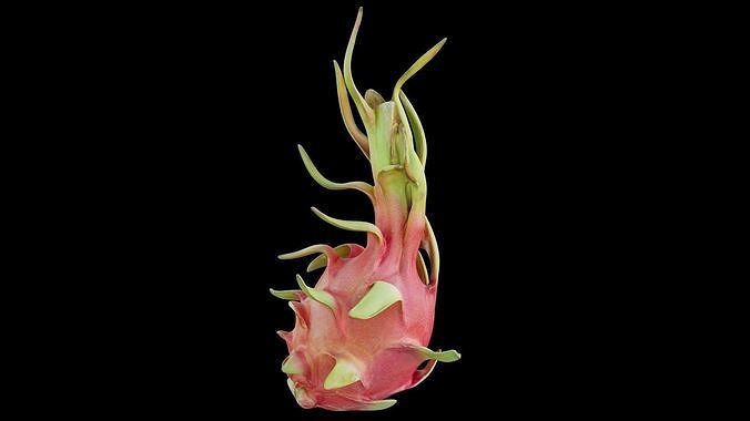 Dragon fruit 12 3D model 7
