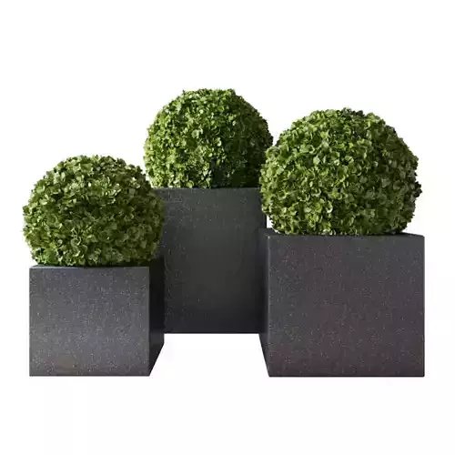 Boxwood Set 02