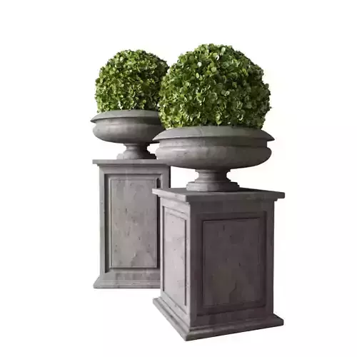 Boxwood samshit Set 04