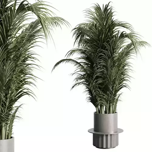 indoor plant 228 pot plant palm concrete dirt vase