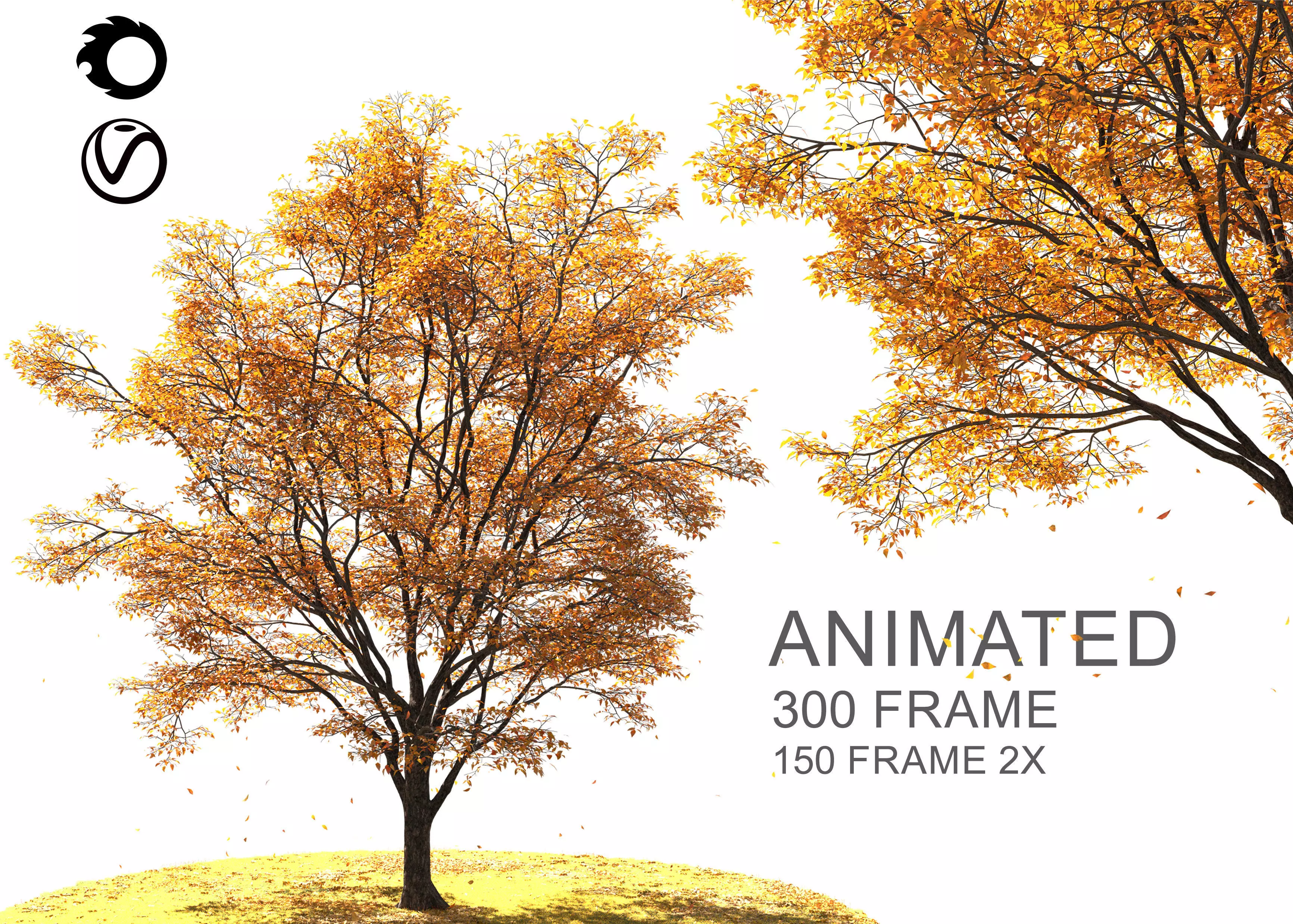 ENGLISH WALNUT TREE Autumn 3D model_0