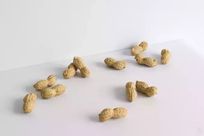 Peanut 3D model