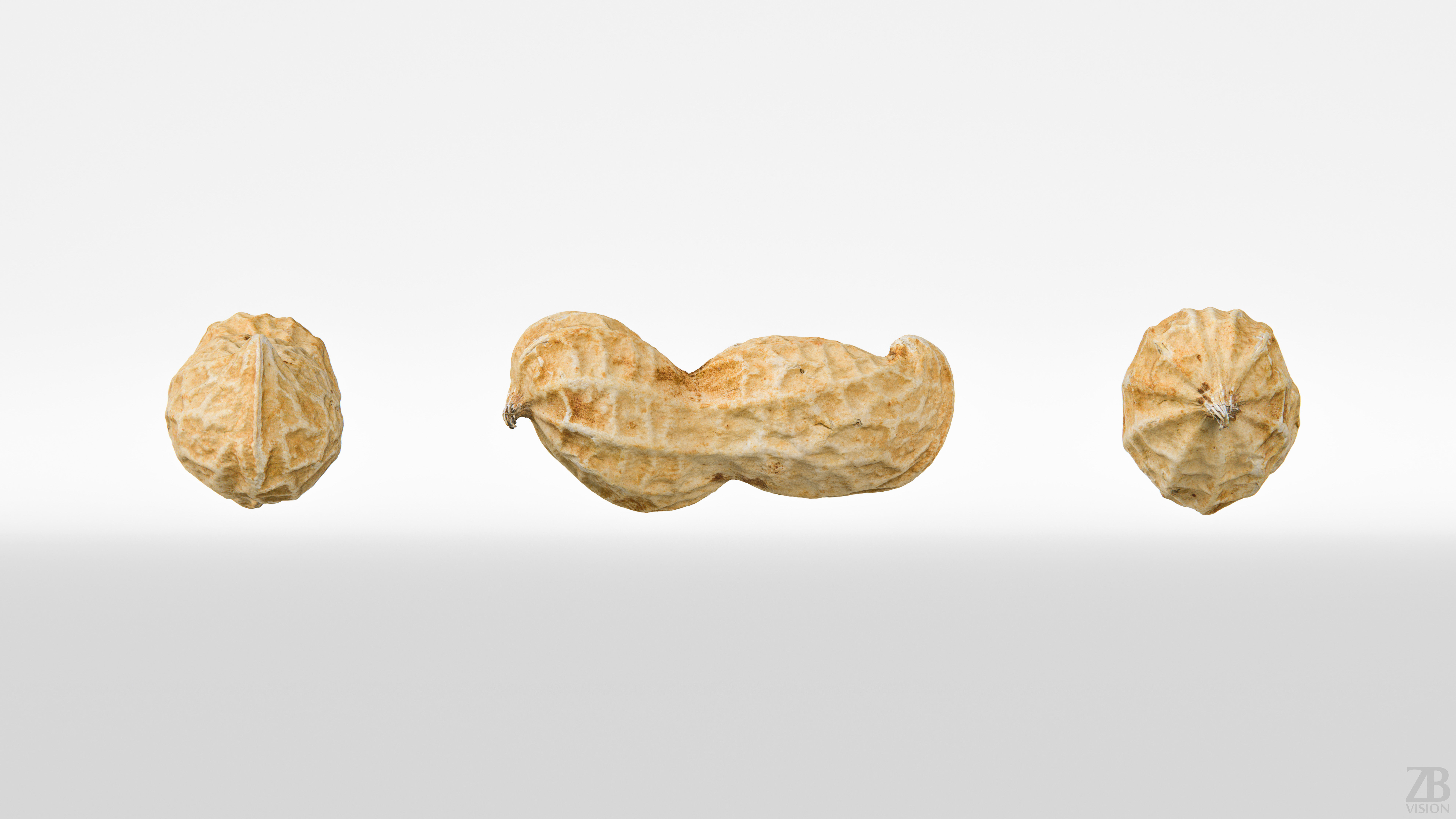 Peanut 3D model_4