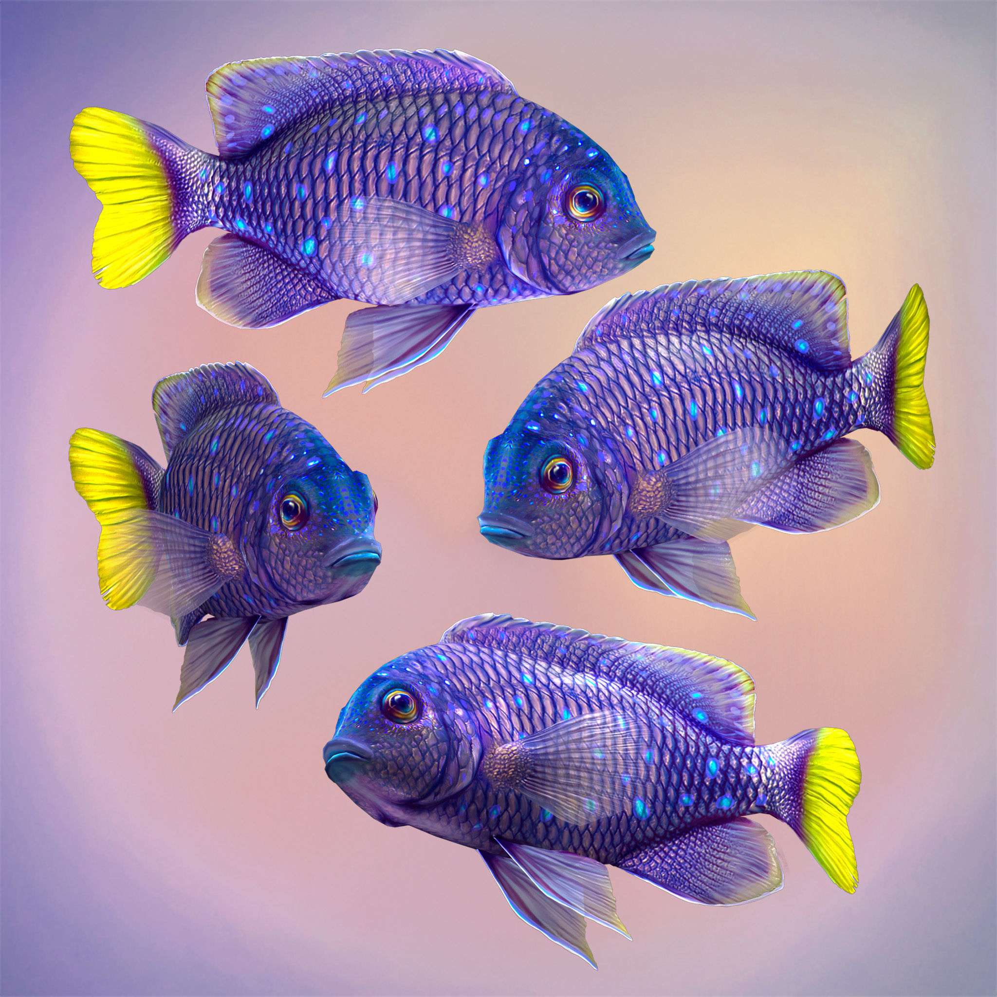 Fish Microspathodon Chrysurus Low-poly 3D model_5