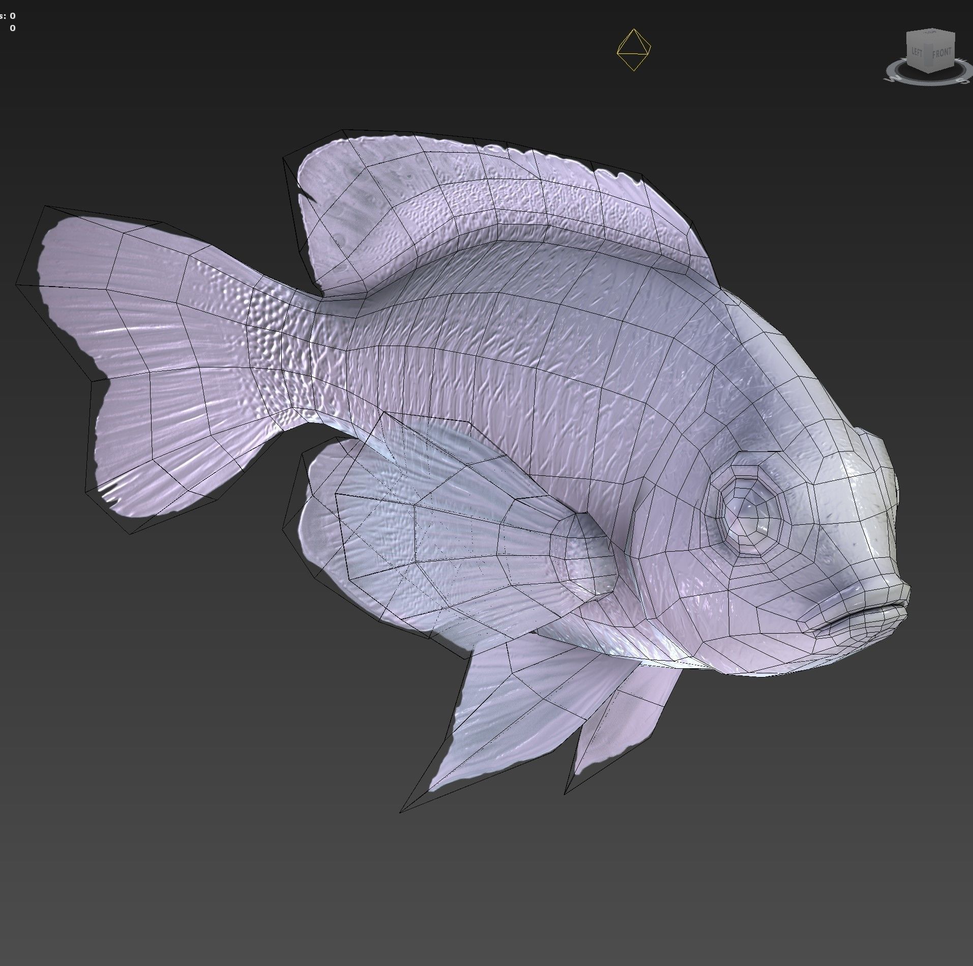 Fish Microspathodon Chrysurus Low-poly 3D model_8