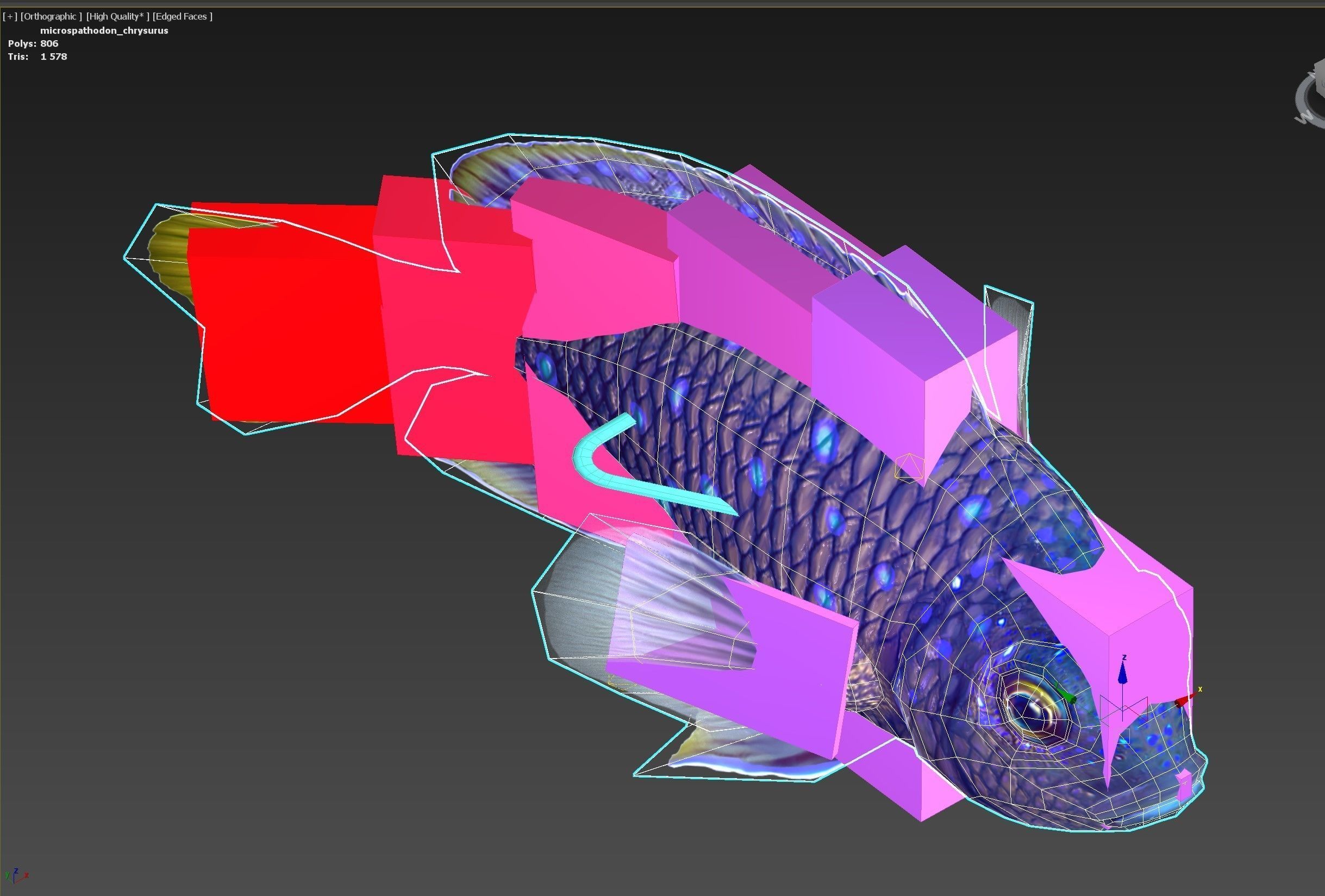 Fish Microspathodon Chrysurus Low-poly 3D model_11