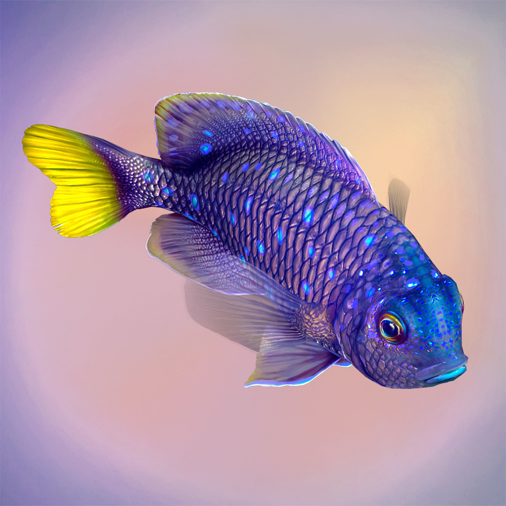 Fish Microspathodon Chrysurus Low-poly 3D model_2