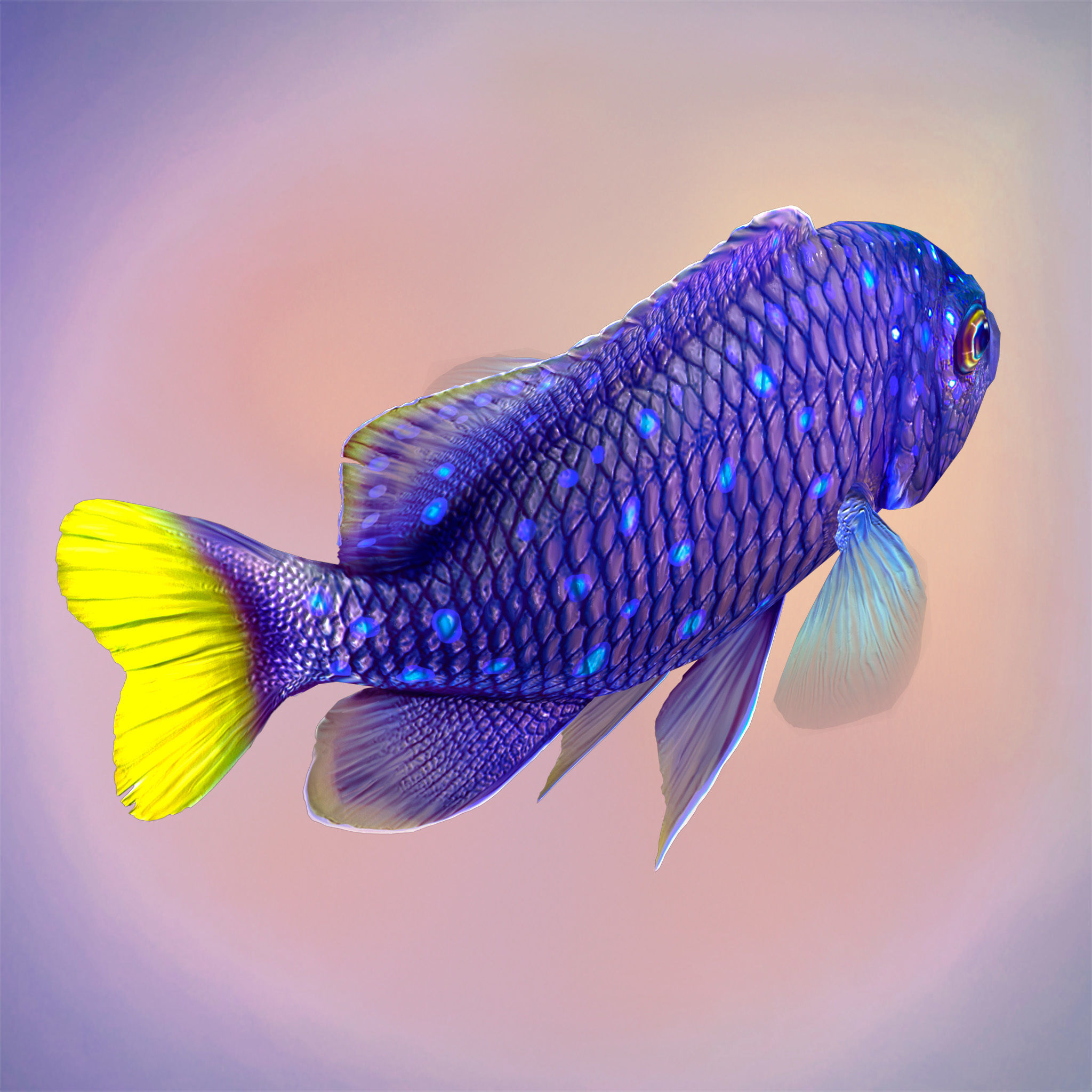 Fish Microspathodon Chrysurus Low-poly 3D model_4