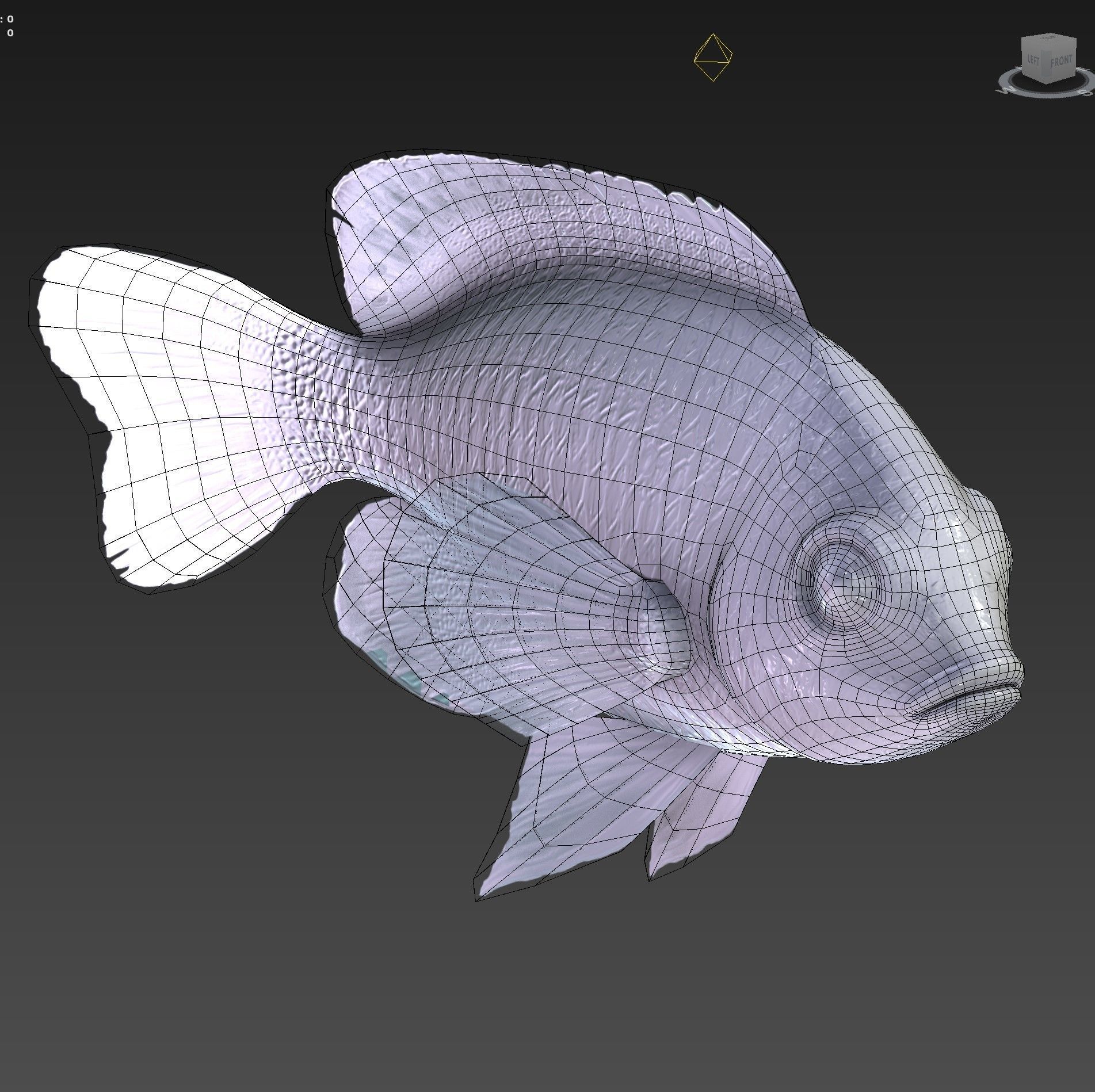 Fish Microspathodon Chrysurus Low-poly 3D model_9