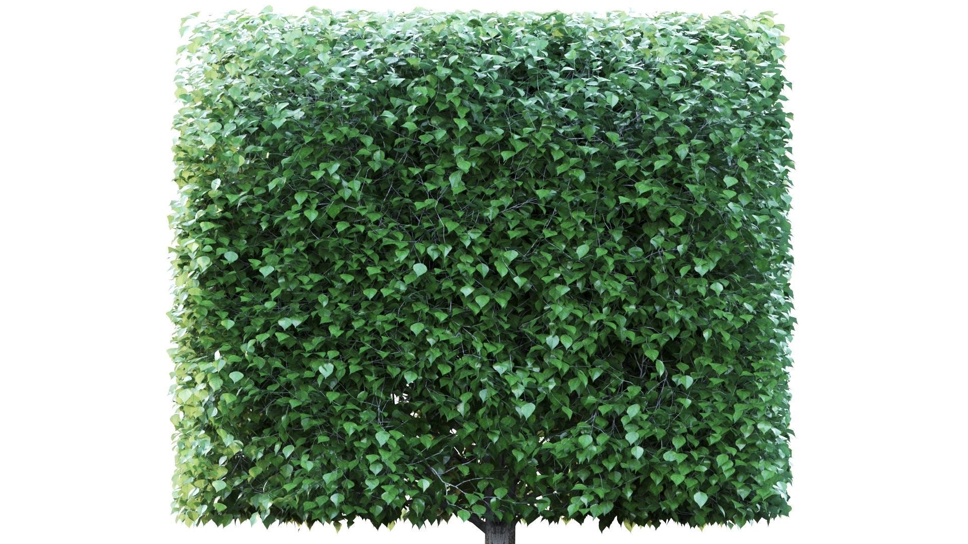 birch tree 3D model_7