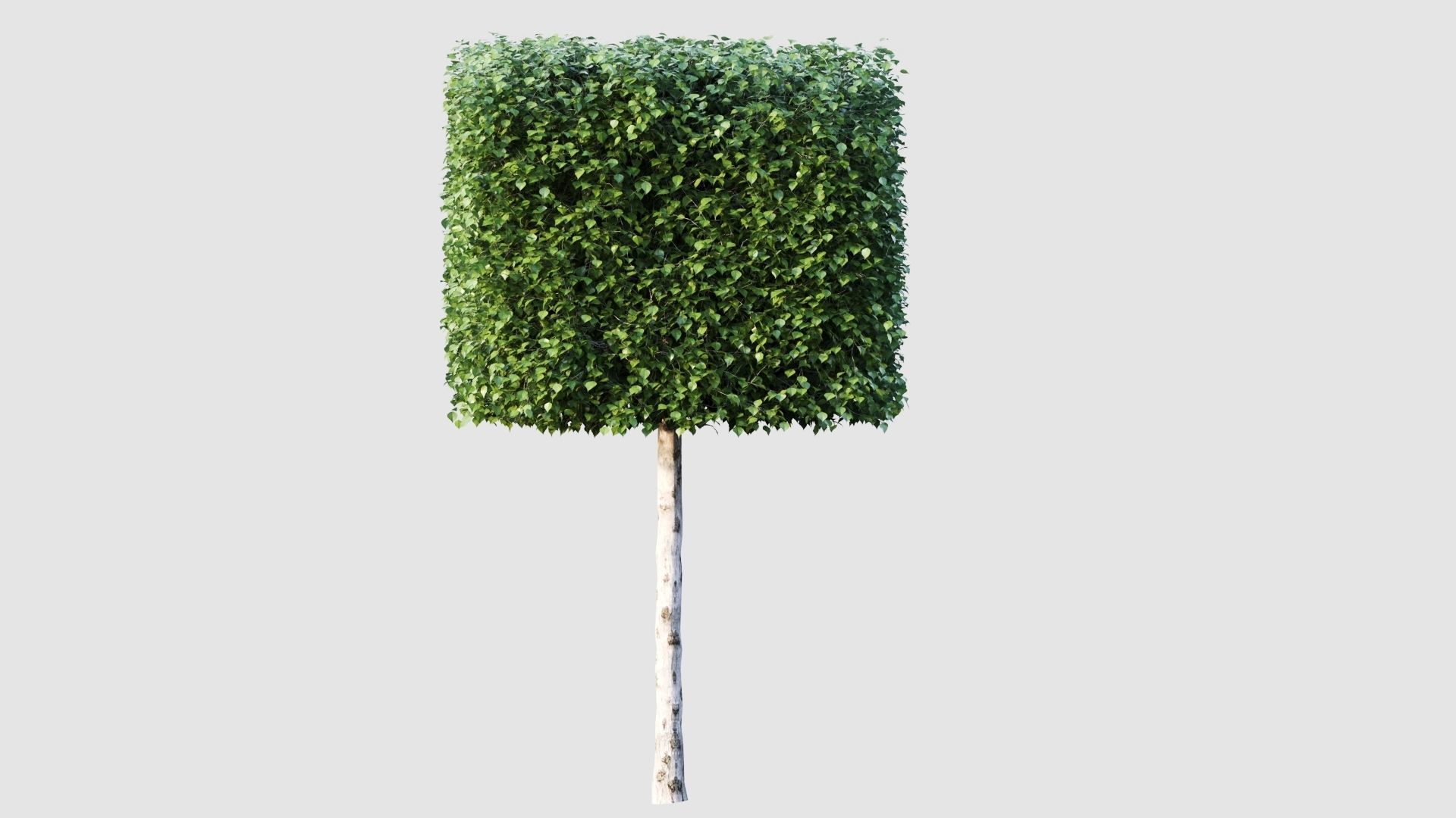 birch tree 3D model_5